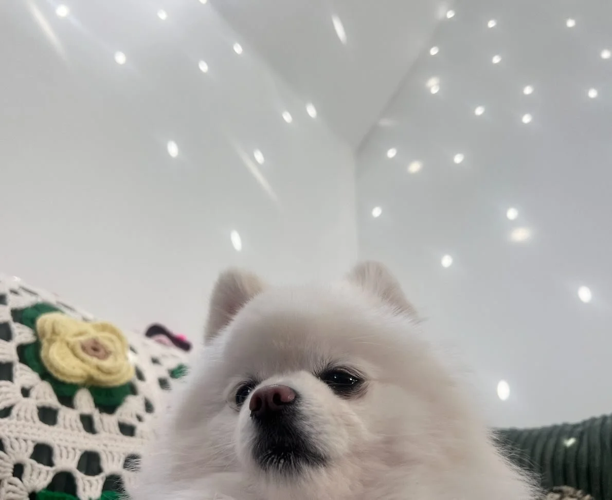 hey guys what&rsquo;s up it&rsquo;s me Marshmallow welcome back to another video haha anyway today I&rsquo;m going to be talking about the top 10 best things to bark at. Starting off strong, we have &ldquo;nothing at all.&rdquo; that&rsquo;s right gu