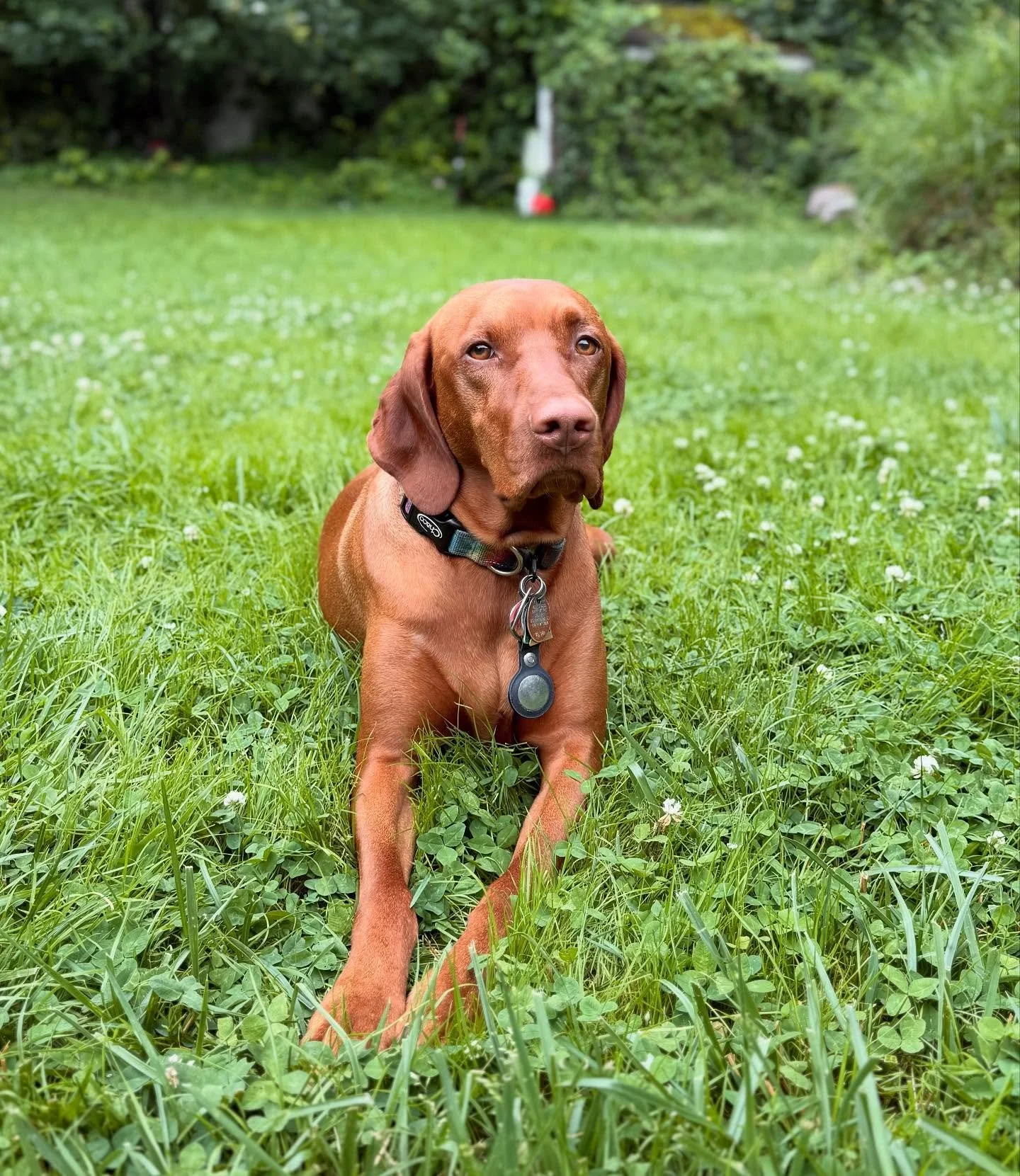 This beautiful #viszla is named Turtle 🐢 and our time together was&hellip; a little awkward. 🙂
.
.
.
#awkwardturtle #viszlasofinstagram #westlongbranch #eatontown #dogsofnewjersey #dogwalkers #petsitter