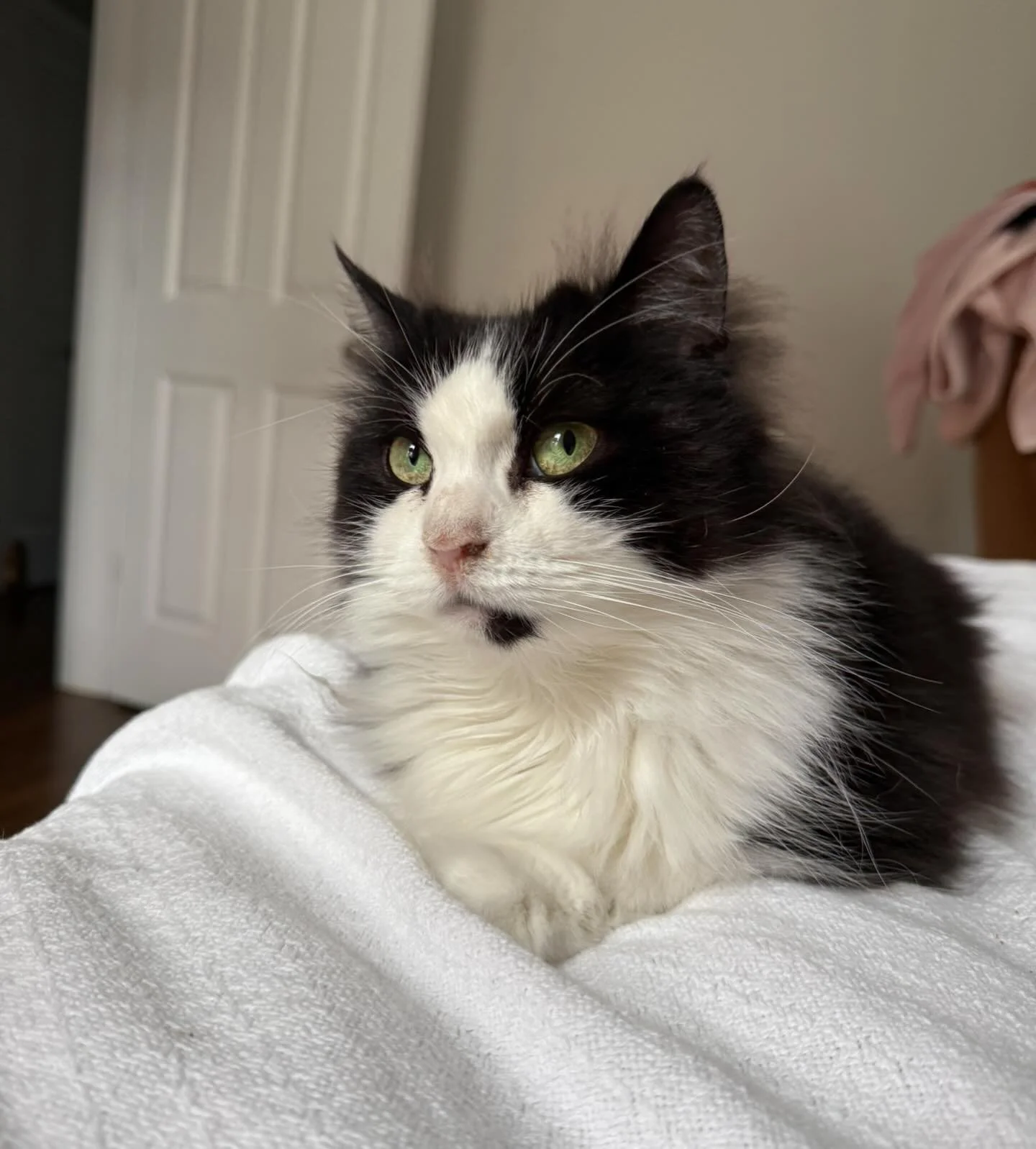 This is Luna, my elegant housemate for the week while her humans were away. I offer in-home pet care that keeps your pets comfortable in their own space while you&rsquo;re on vacation.
.
.
.
#monmouthcountynj #redbanknj #littlesilvernj #njsmallbusine