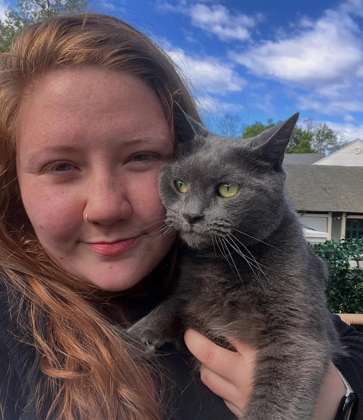 My first son, Munchkin&hellip; The light of my life and the very reason we can&rsquo;t have nice things. 
.
.
.
#criminalcat #russianbluecat #redbanknj #littlesilvernj #rumsonnj #fairhavennj #rumson