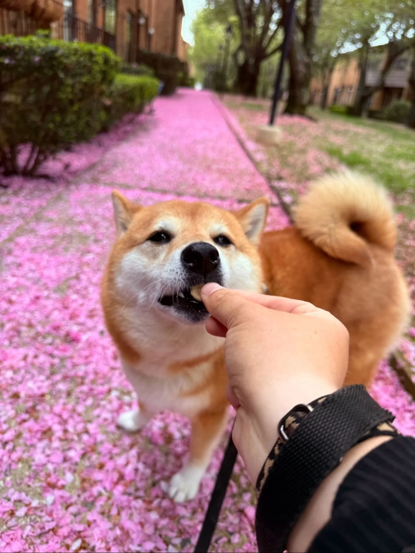Ahsoka looked so cute here that she made me break my own rule about not posting the same dog twice within one month 🌸 #redbanknj #njisbeautiful #njsmallbusiness #njdogs #shibainu
