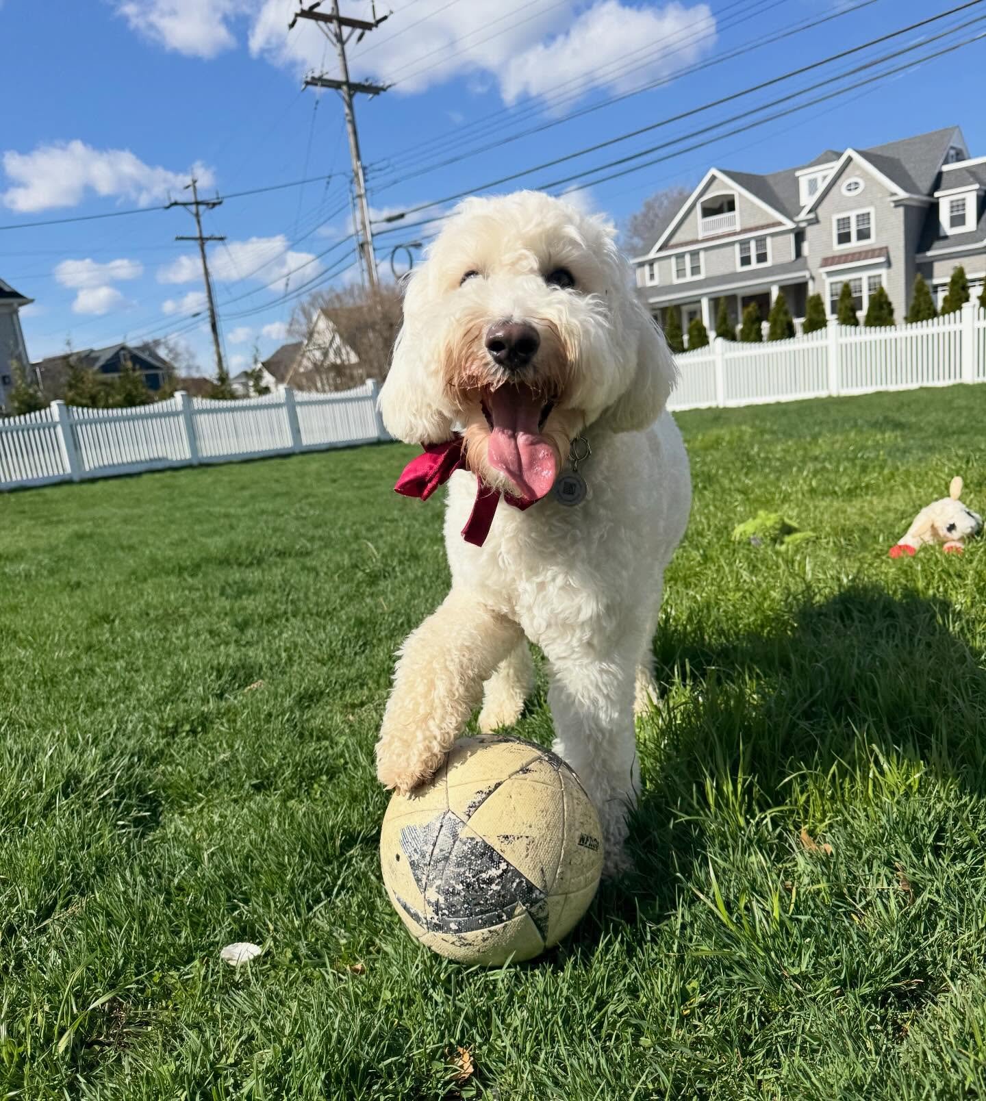 Ollie wit da ballie 💪🐩⚽️ #poodle #doodle #toodle #thewholekitandkaboodle