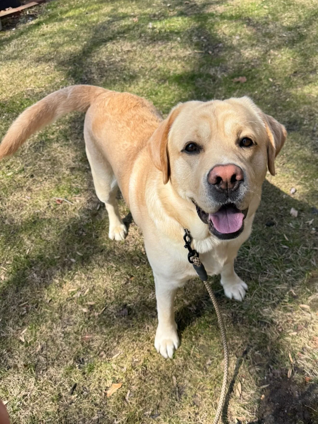 Dozer! 🌼🌻🌈

#englishlab #englishlabsofinstagram #jerseyshoreinmotion #hazletnj #monmouthcountynj