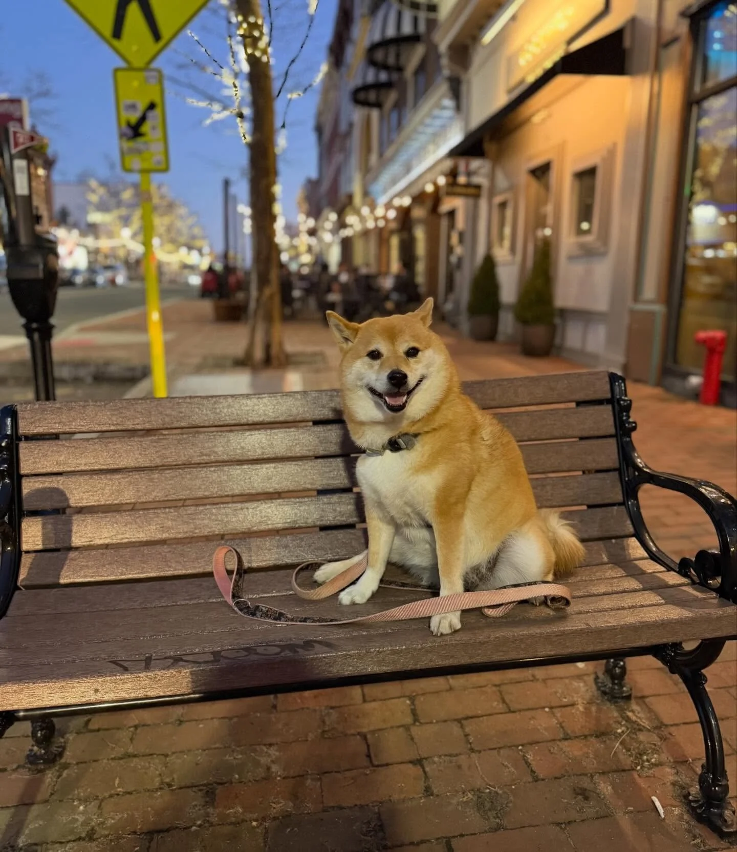 Ahsoka decides at the beginning of each walk if she is going to cooperate or if I will be dragging her for the entire walk. Today the weather was so beautiful that she chose cooperation&hellip; and I chose to take advantage of that with a 2 hour walk