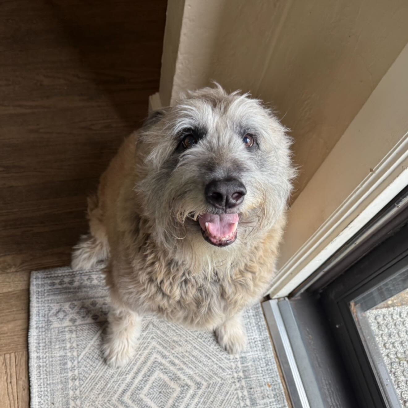 Of all the dogs I get to care for, if I had to choose one who most closely resembles a muppet&hellip; I think Aja would win🥇 

#belgianlaekenois #laekenois #hazletnj #dogsofnj #njdogwalker
