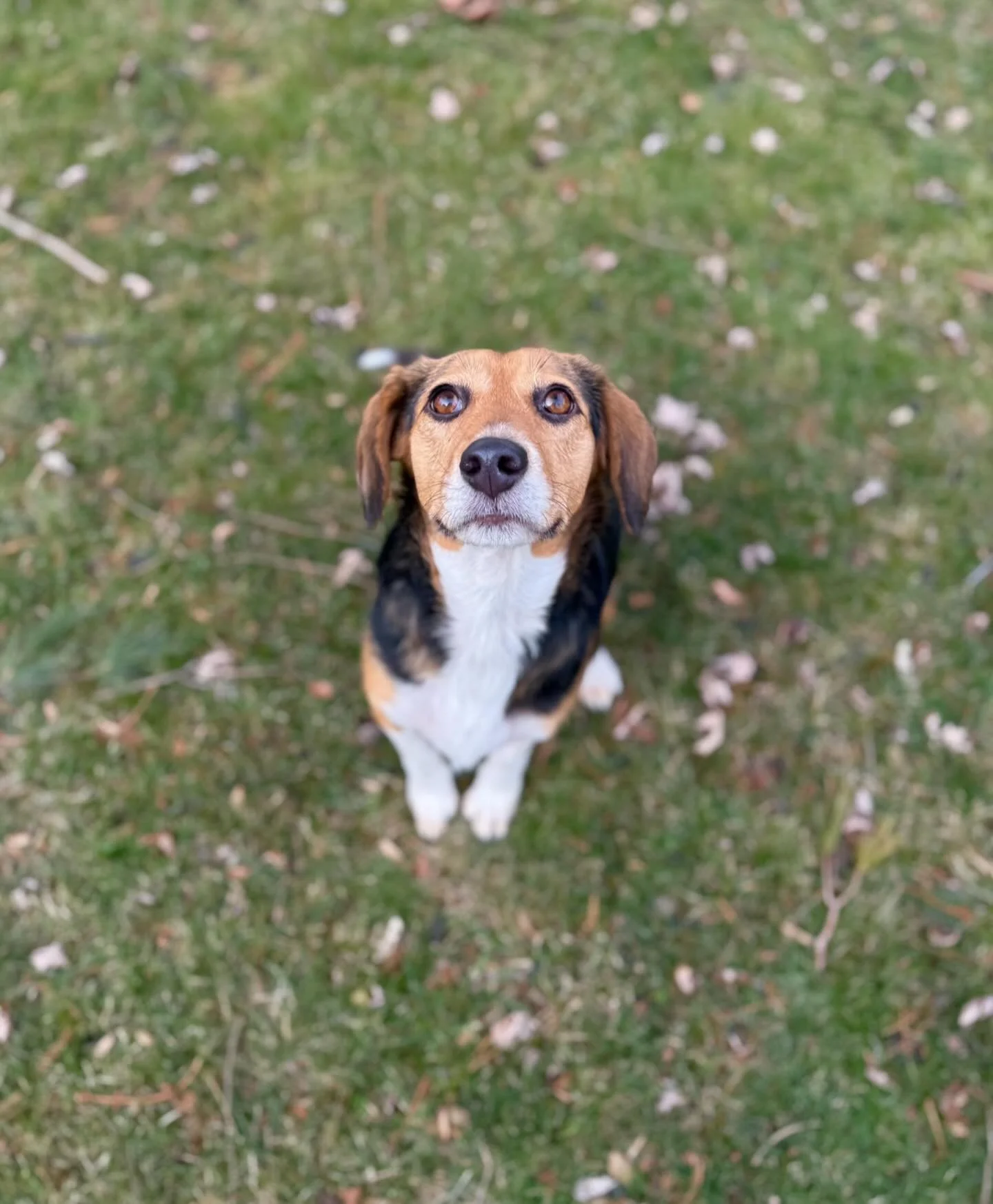 hello god it&rsquo;s me Harper please send snack I&rsquo;m starving thx
.
.
.
#beaglemania #jerseyshore #njsmallbusiness #thisisnj #njisbeautiful