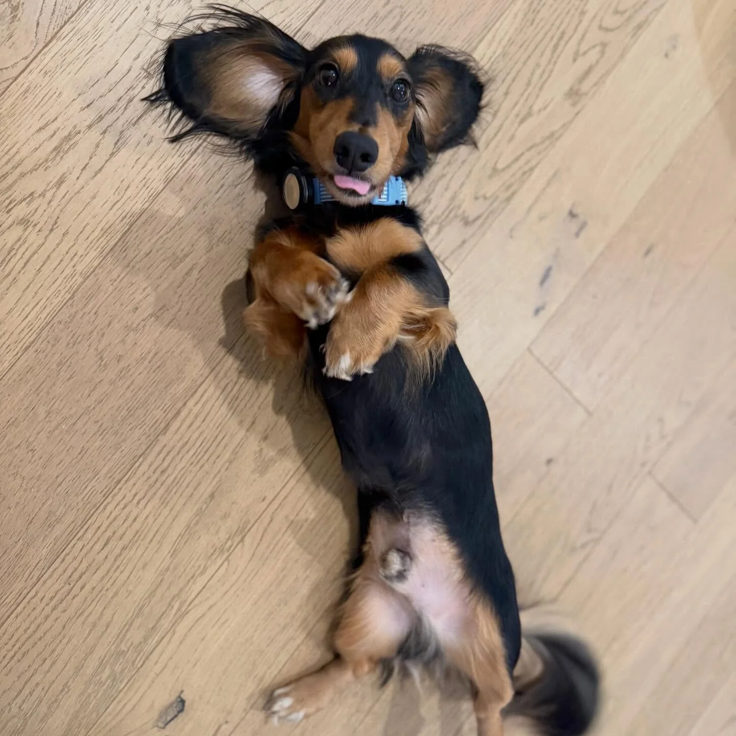 Harry has learned that if he ever doesn&rsquo;t feel like doing something, all he has to do is roll over and show me his belly.
It basically guarantees that he just bought himself an extra 30 seconds to avoid doing the thing because he knows I am goi