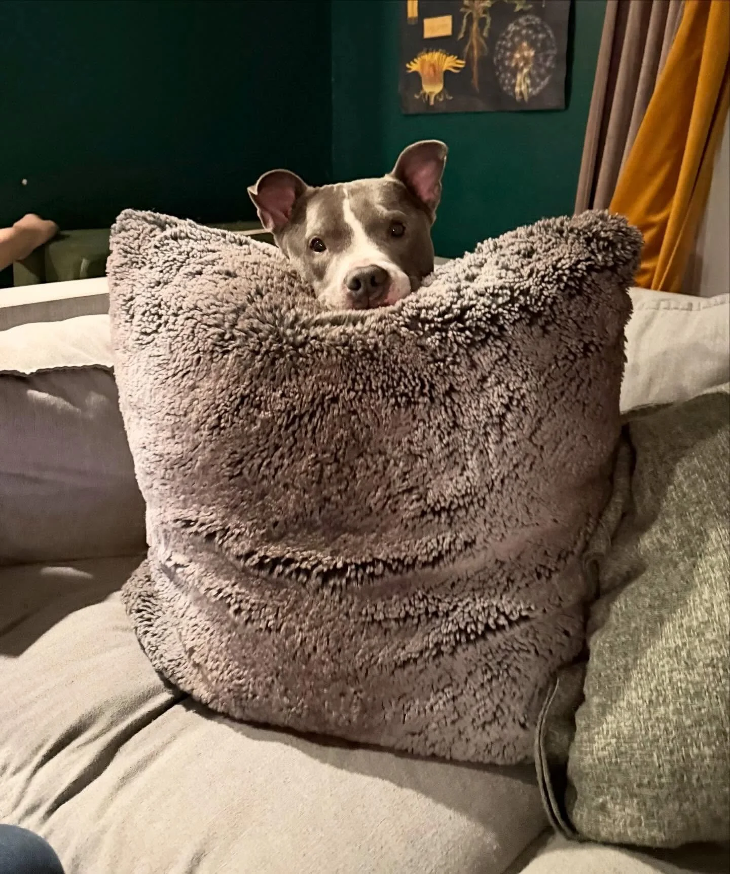 This is basically the same photo of Thor 3 times but you should know that I narrowed it down from like 40 photos that I took of him resting his little head upon a pillow. I could not choose. Surely you can understand why.