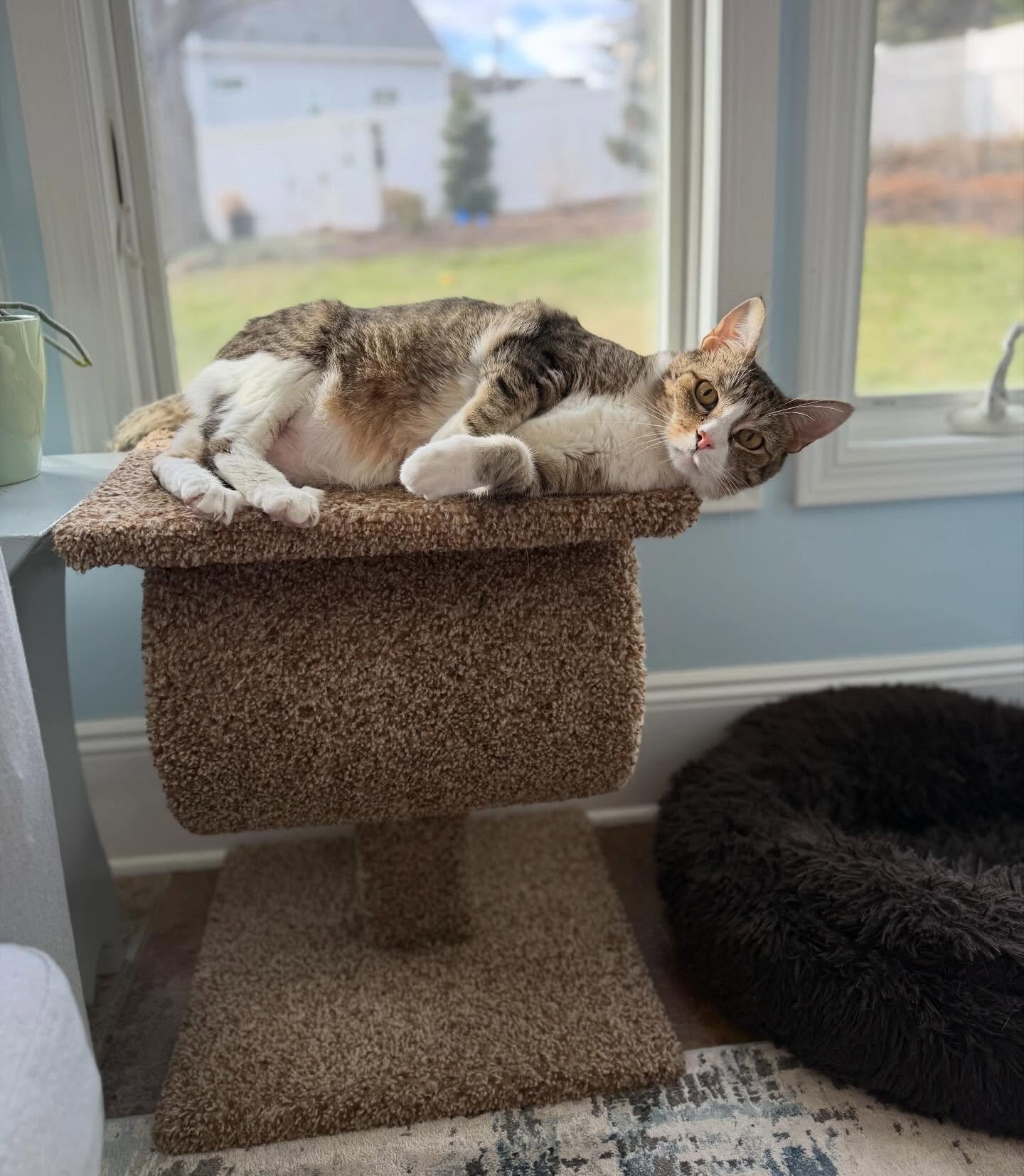 oh to be a cat basking in the sunshine of a room with heated flooring during the winter 😌 you can tell by the visible grass behind him that this was not taken today!!! 😭⛄️ 
🐾 Tiger
.
.
.
#solarpowered #cats_of_instagram #middletownnj #hazletnj #nj