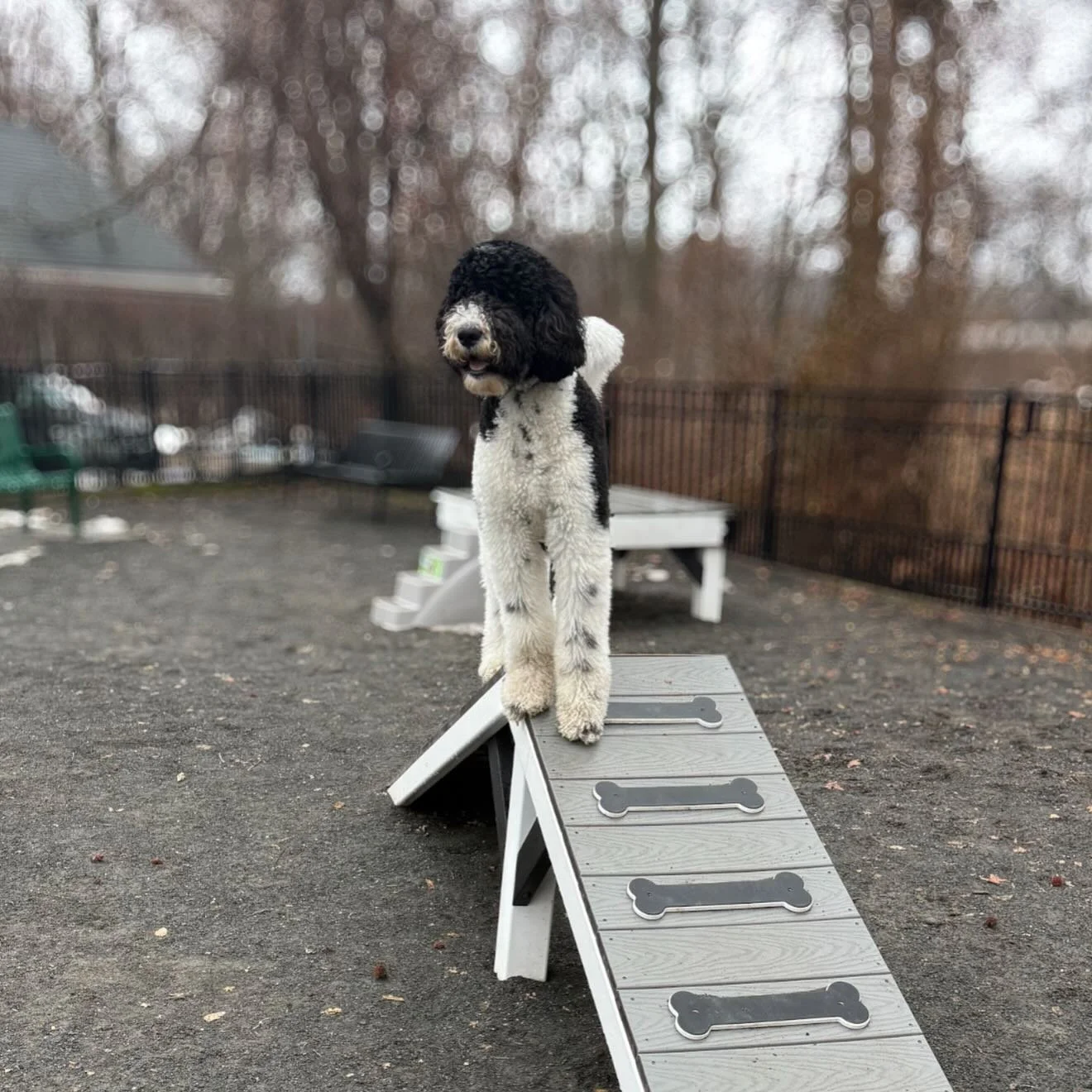 Noah is what happens when you mix 100 pounds of St. Bernard energy with a stubbornness of a poodle. He is a big dog with big opinions but he is still a puppy&hellip; So when there is silence I am suspicious. The pillows in his home are in constant da