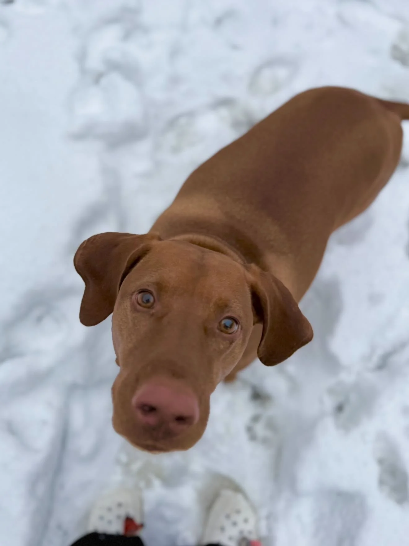 Turtle is simultaneously the most and the least photogenic dog I have ever met. 🐢 

#vizslas #vizsla #vizslalover #rumsonnj #njsmallbusiness