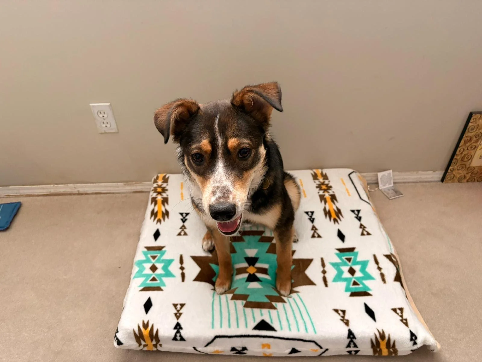 willow_dogpic.jpg