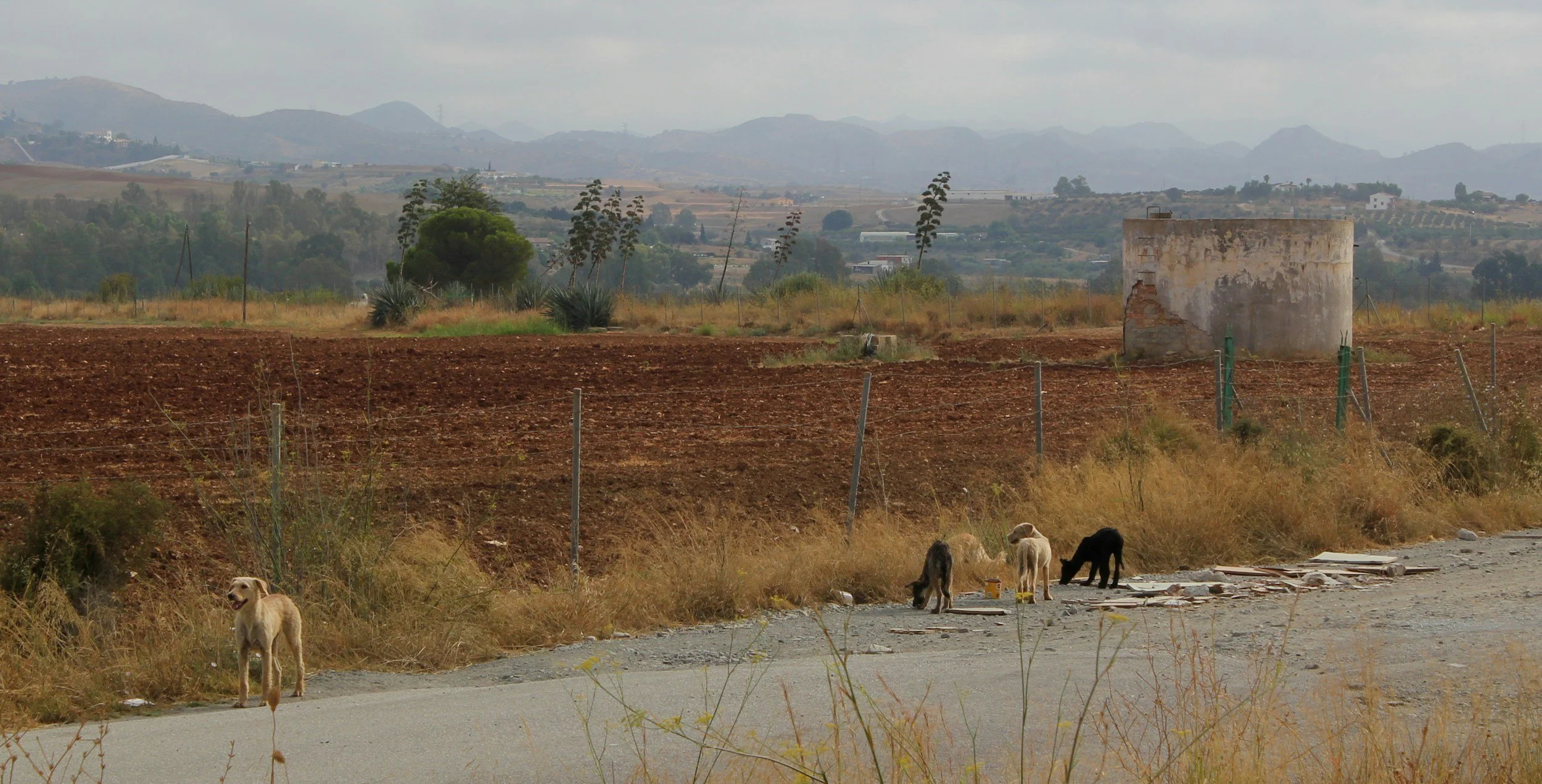 Donate today to help abandoned reserve dogs.