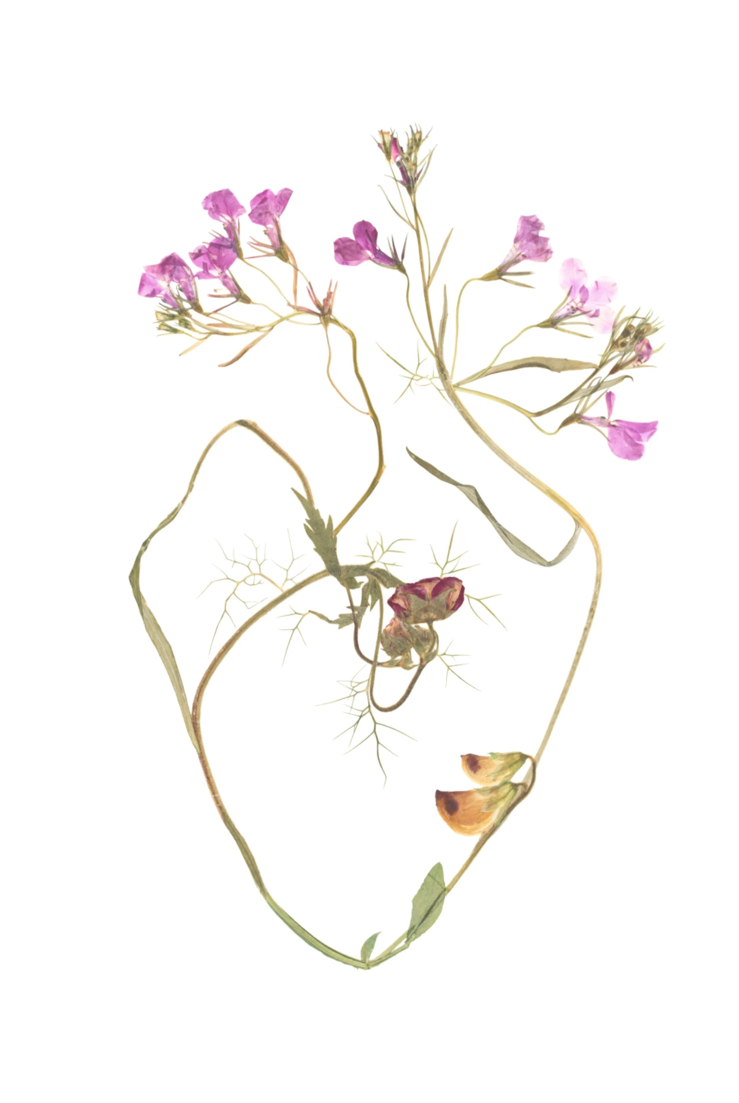 Unfolding - Katie Byrne.jpg