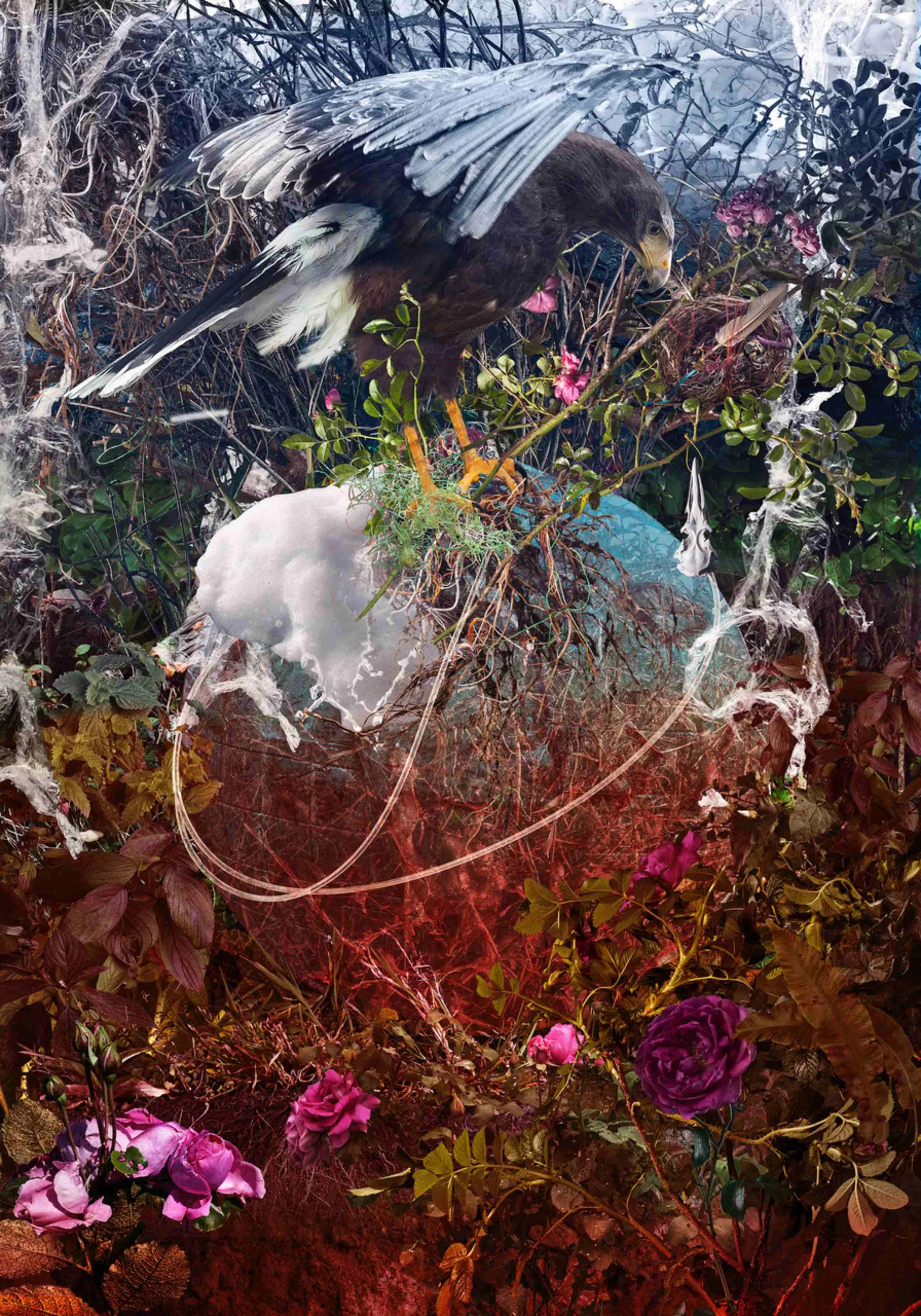 Christine Simpson Entangled 100 x 70cm (1).jpg