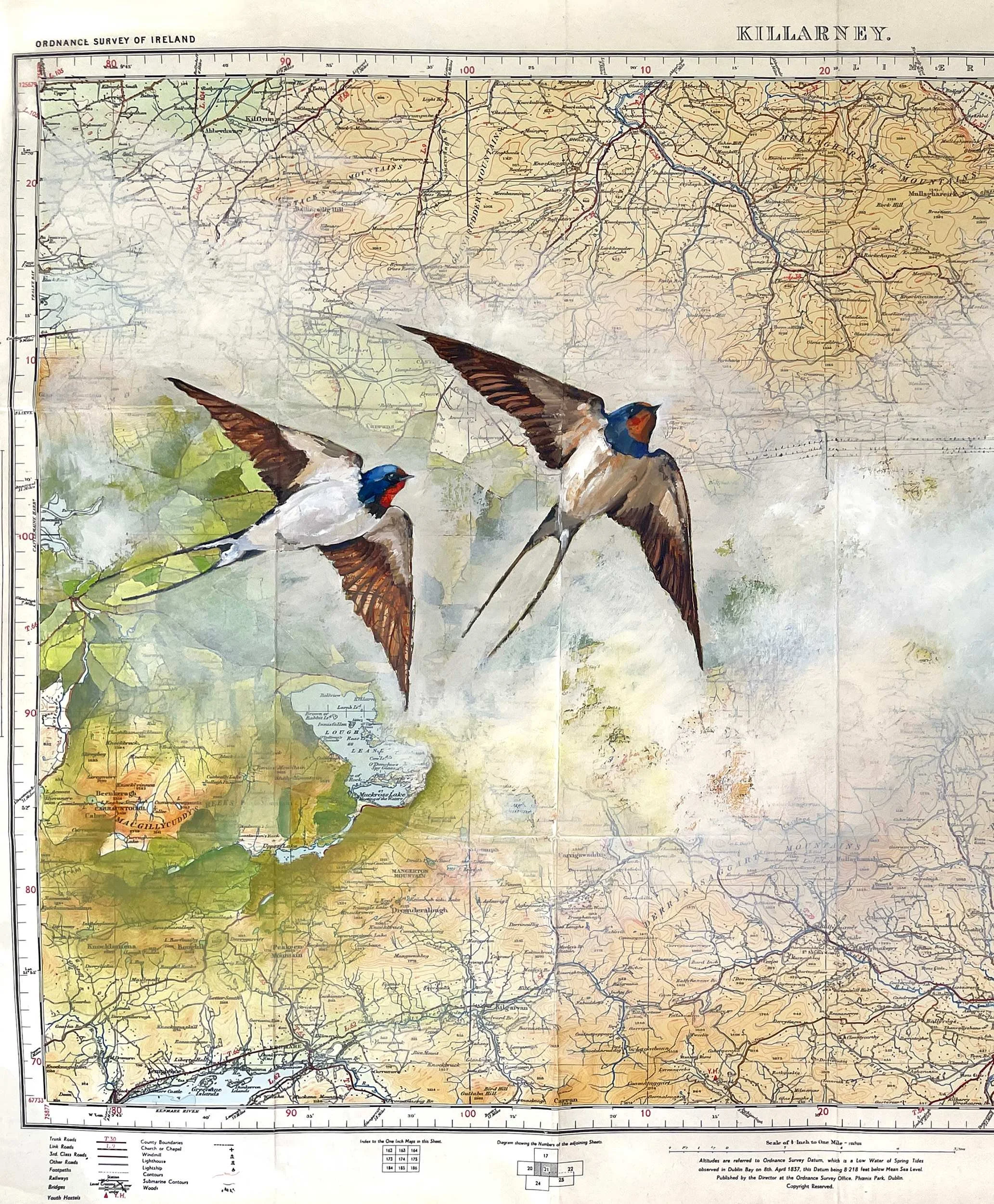 Killarney_Swallows (3).jpg