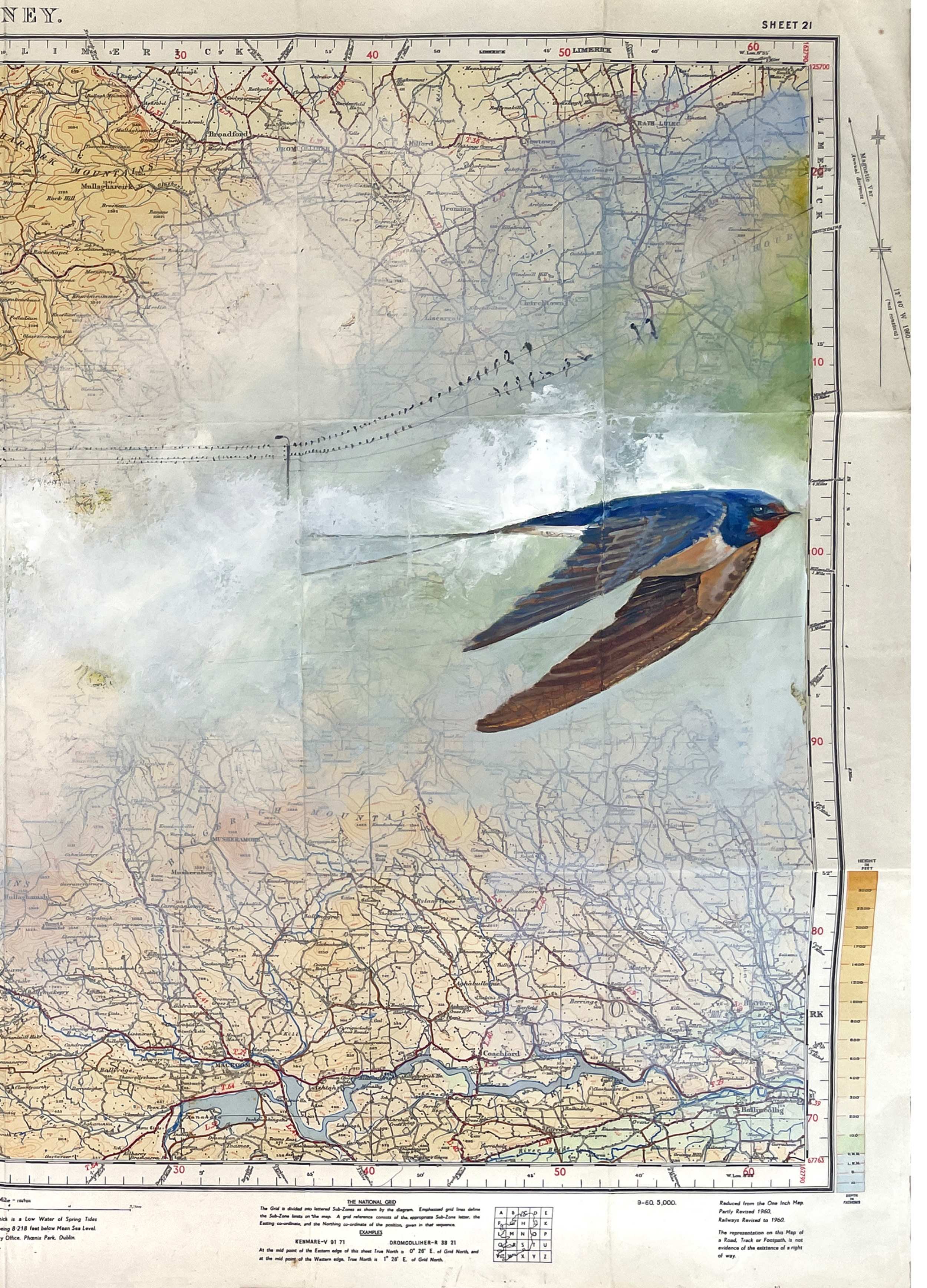 Killarney_Swallows (4).jpg