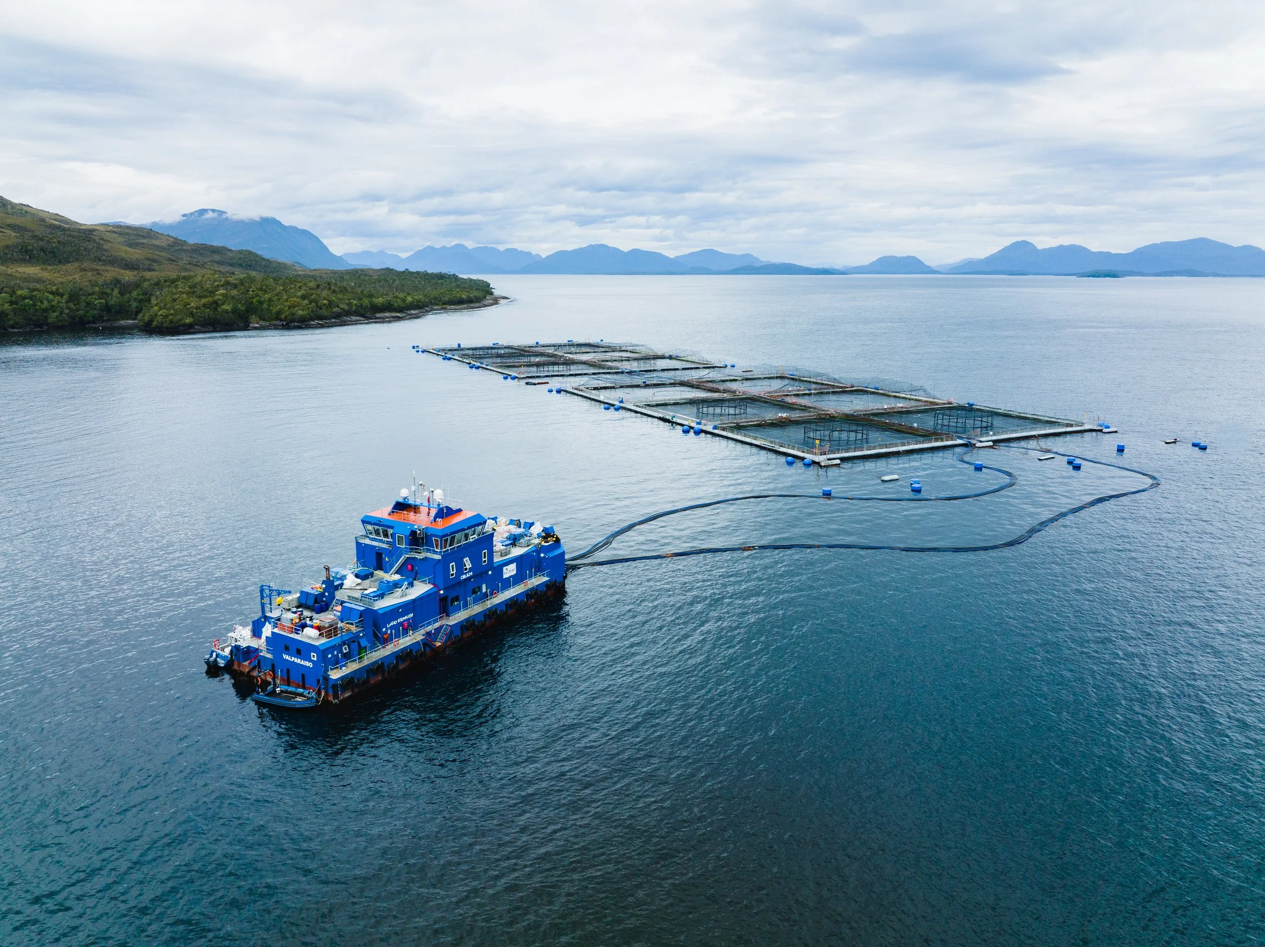Sustentabilidade na produção de Salmón de Chile: confira os avanços apontados pelo relatório da GSI