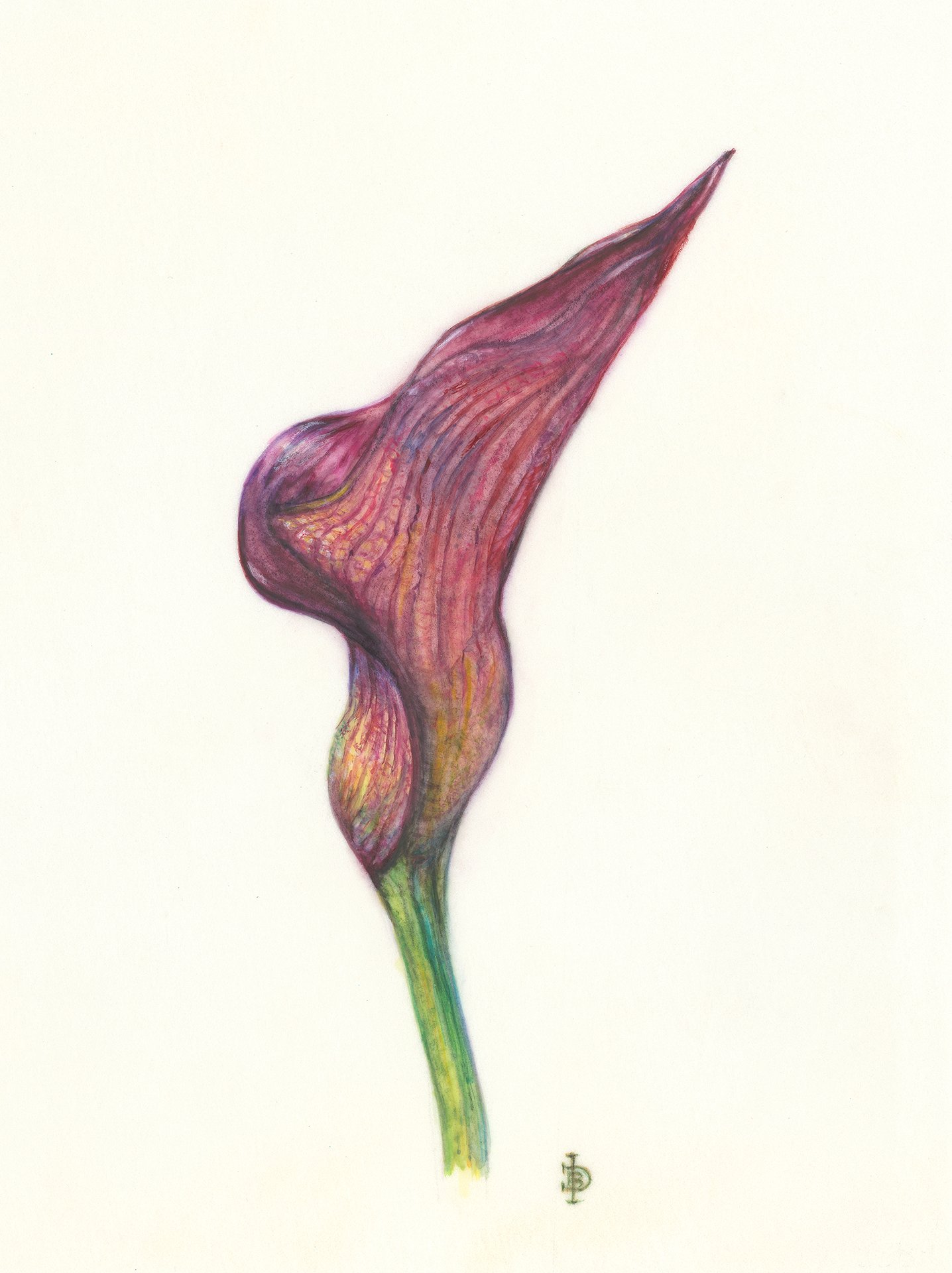 Calla Lily