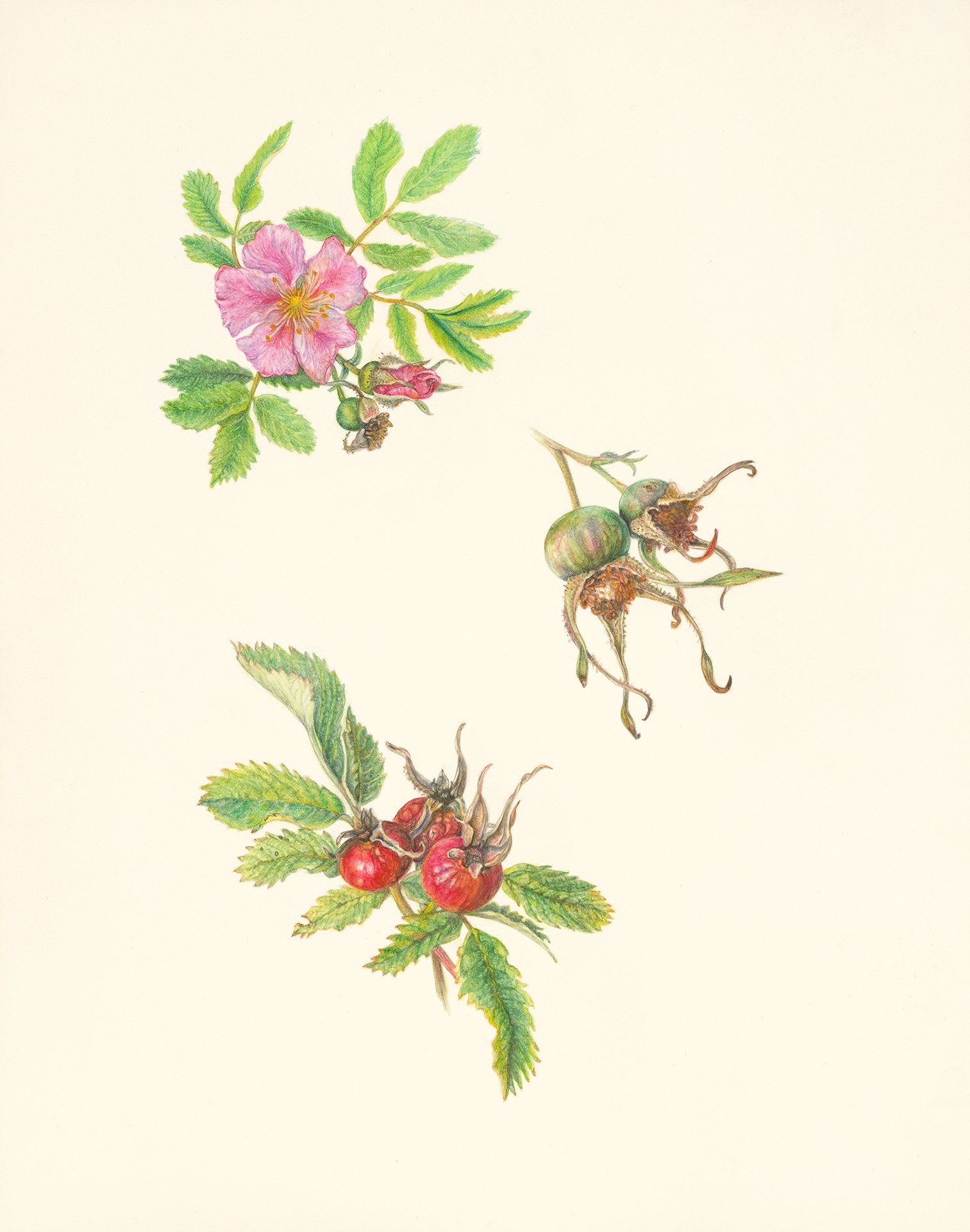 25694 Dana Boyle 3 Wild Prairie Rose_web.jpg