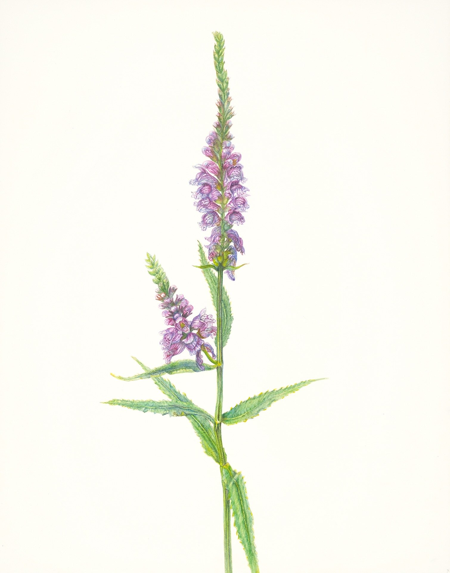 28051 Dana Boyle Obedient Plant_web (1).jpeg
