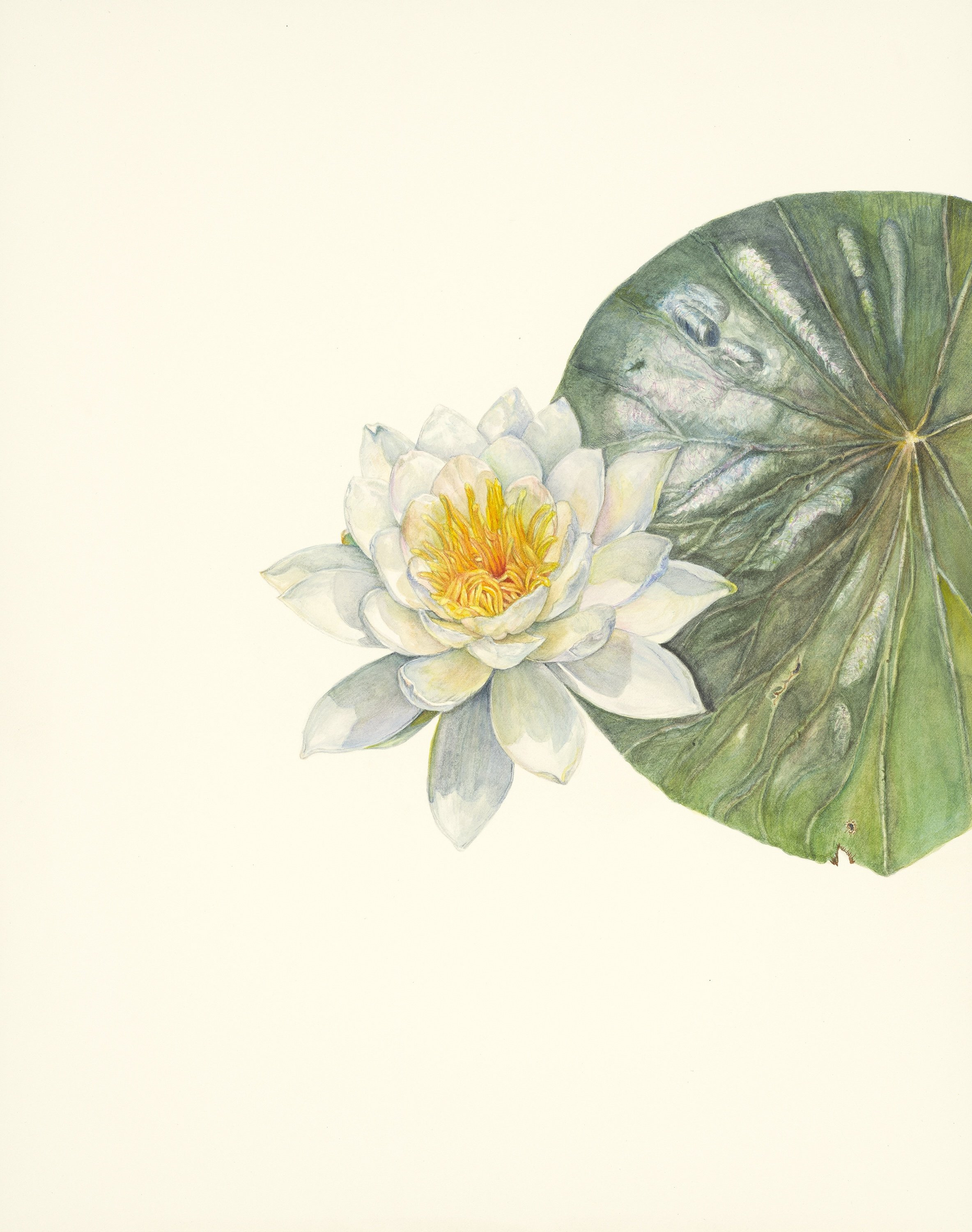 28082 Dana Boyle Water Lily.jpeg