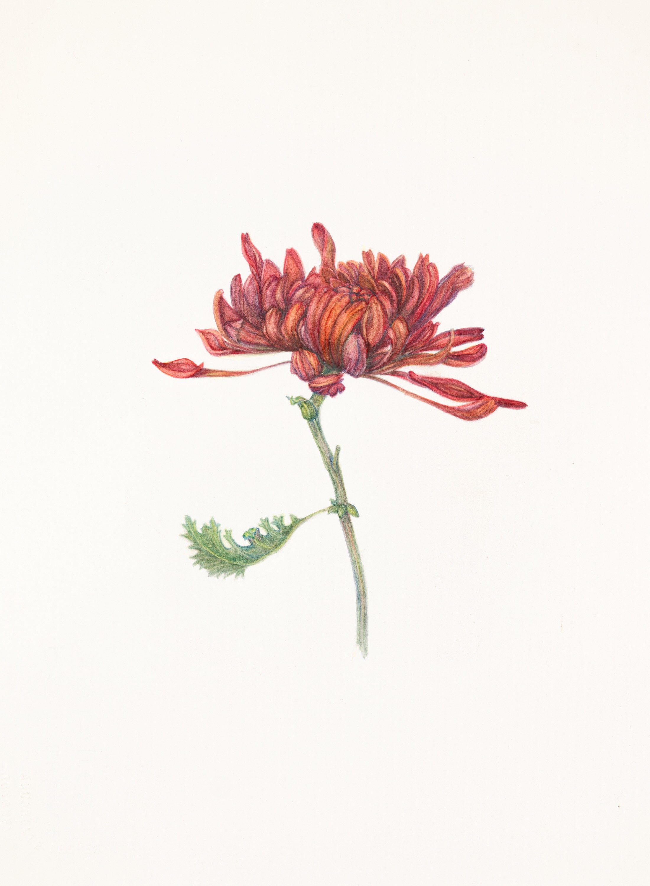 Chrysanthemum DBoyle_20230224_03.jpeg