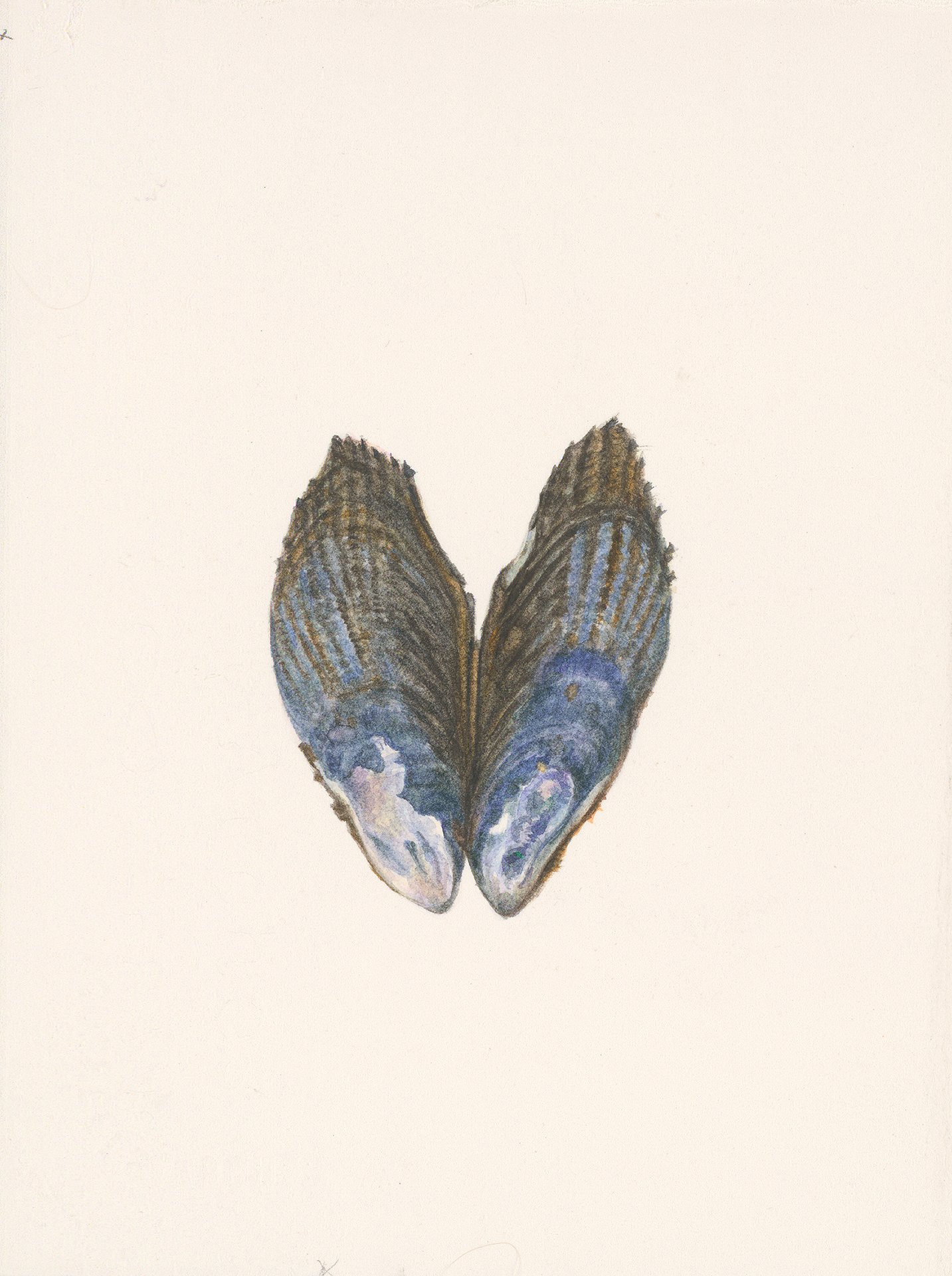 27505 Dana Boyle - California Mussel 2_web.jpg