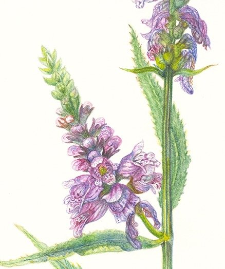 28051 Dana Boyle Obedient Plant_web (2).jpeg