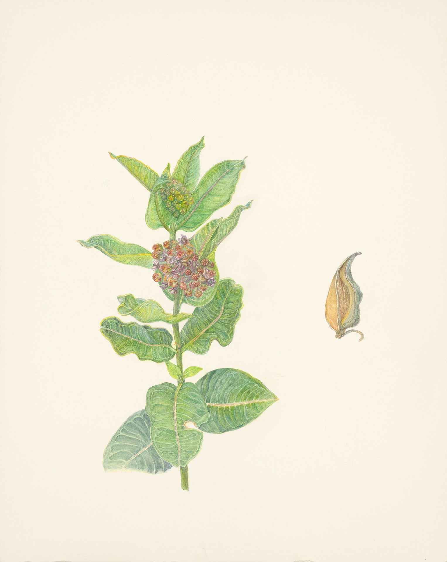 26492 Dana Boyle - Common Milkweed_web.jpg