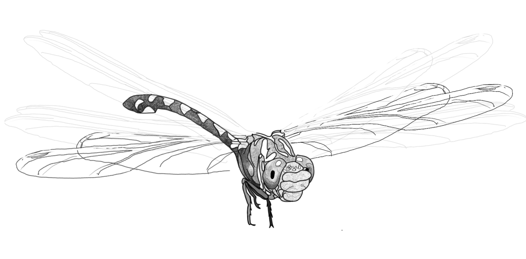 Bladetail_%28lindenia_Tetraphylla%29_+2.png