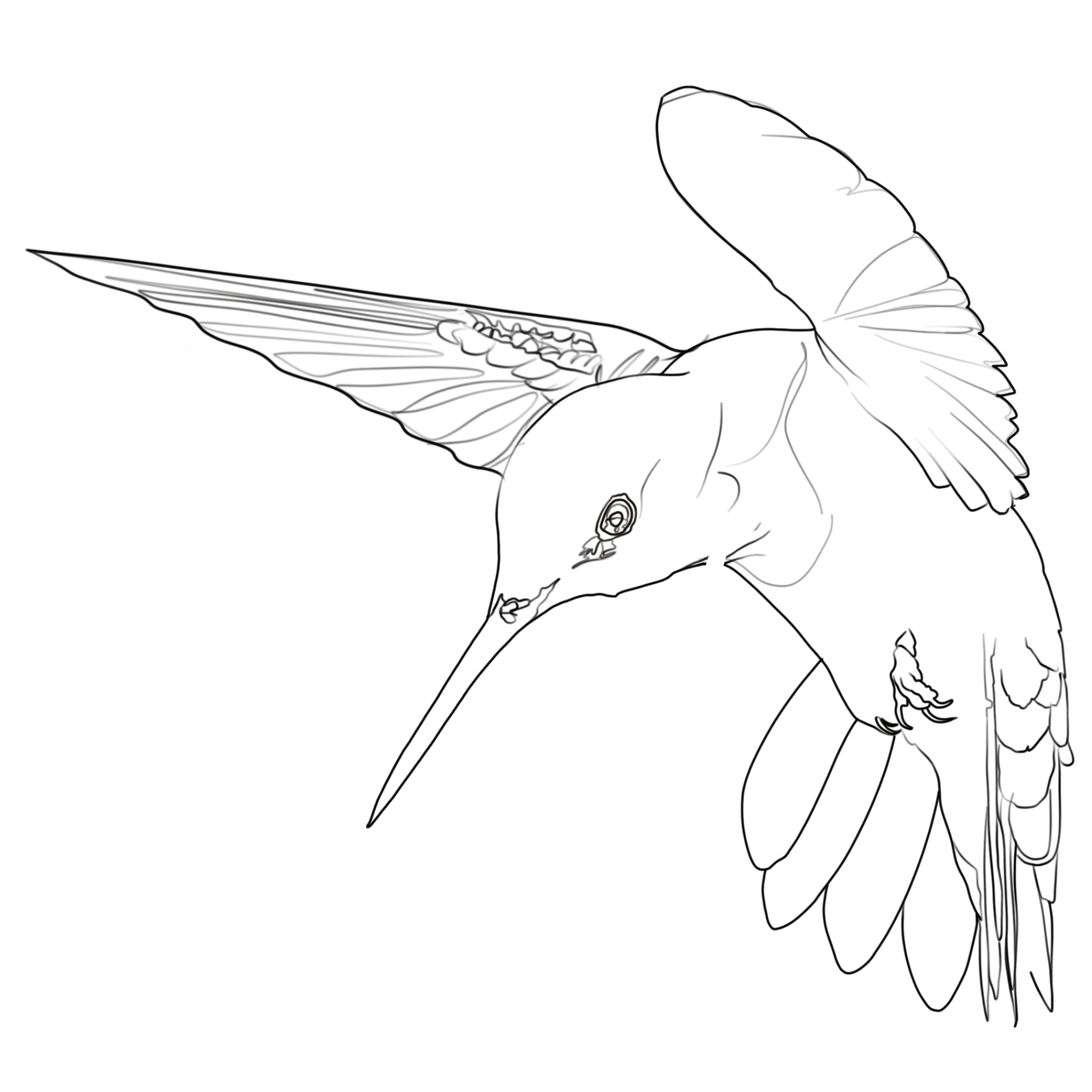 Hummingbird 5.png