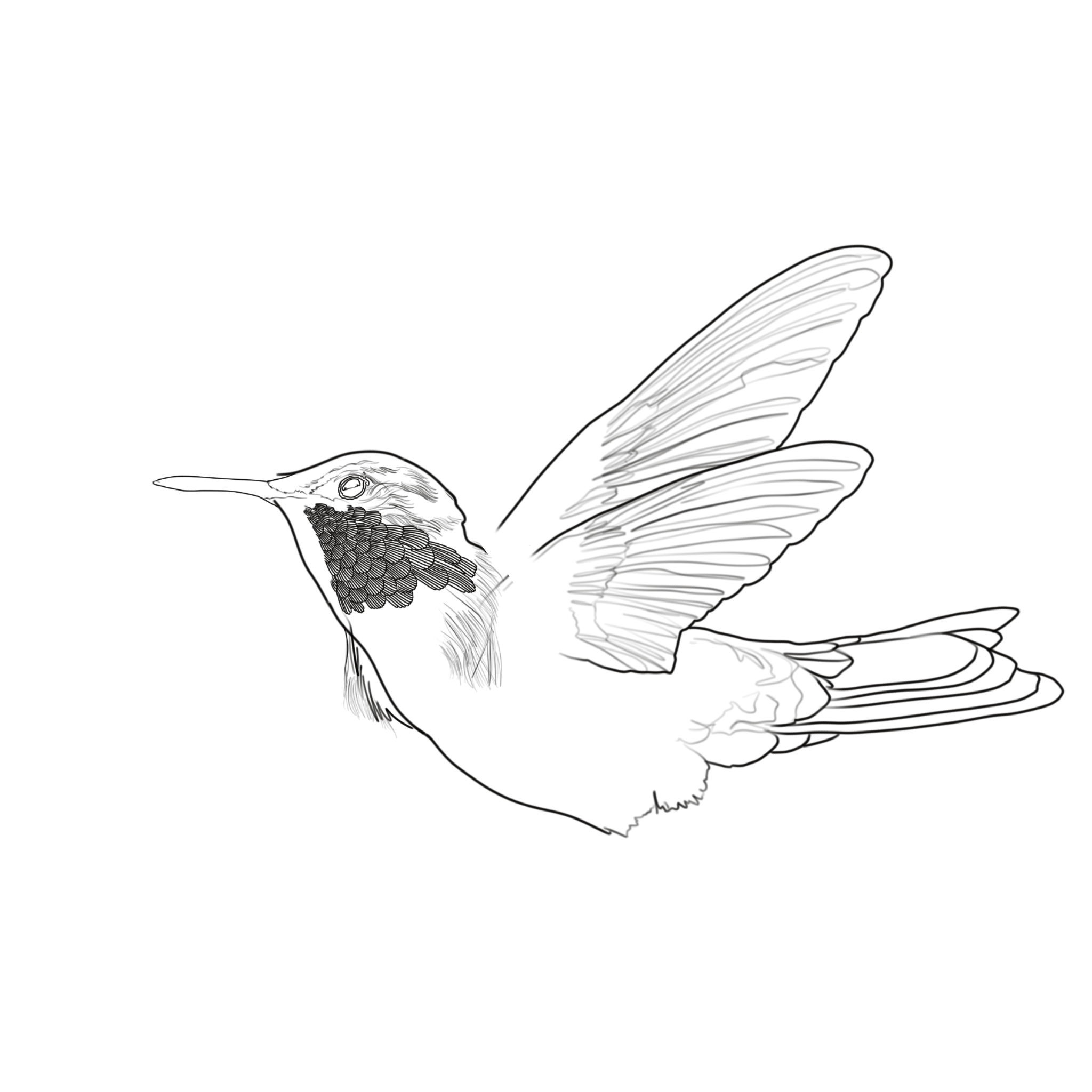 Hummingbird 3.png
