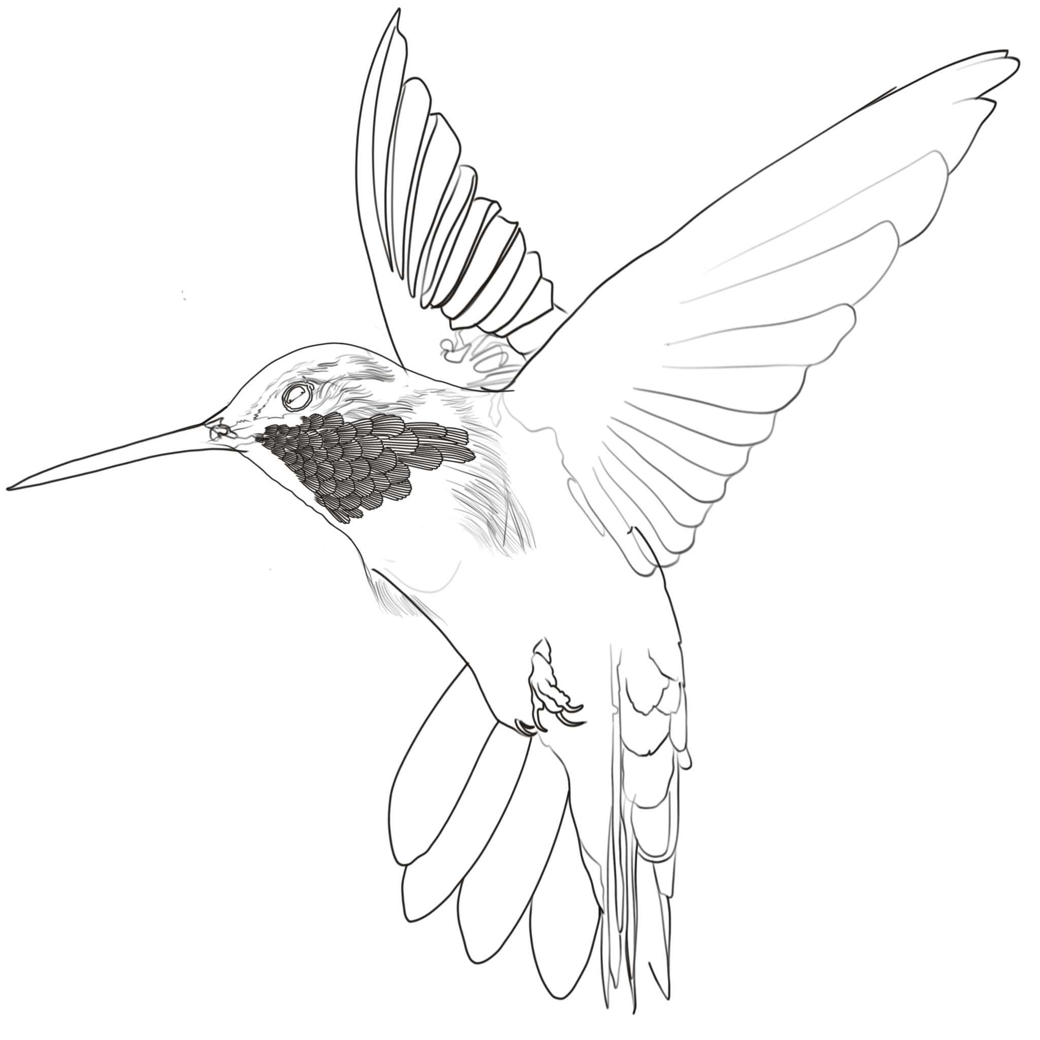 Hummingbird 4.png