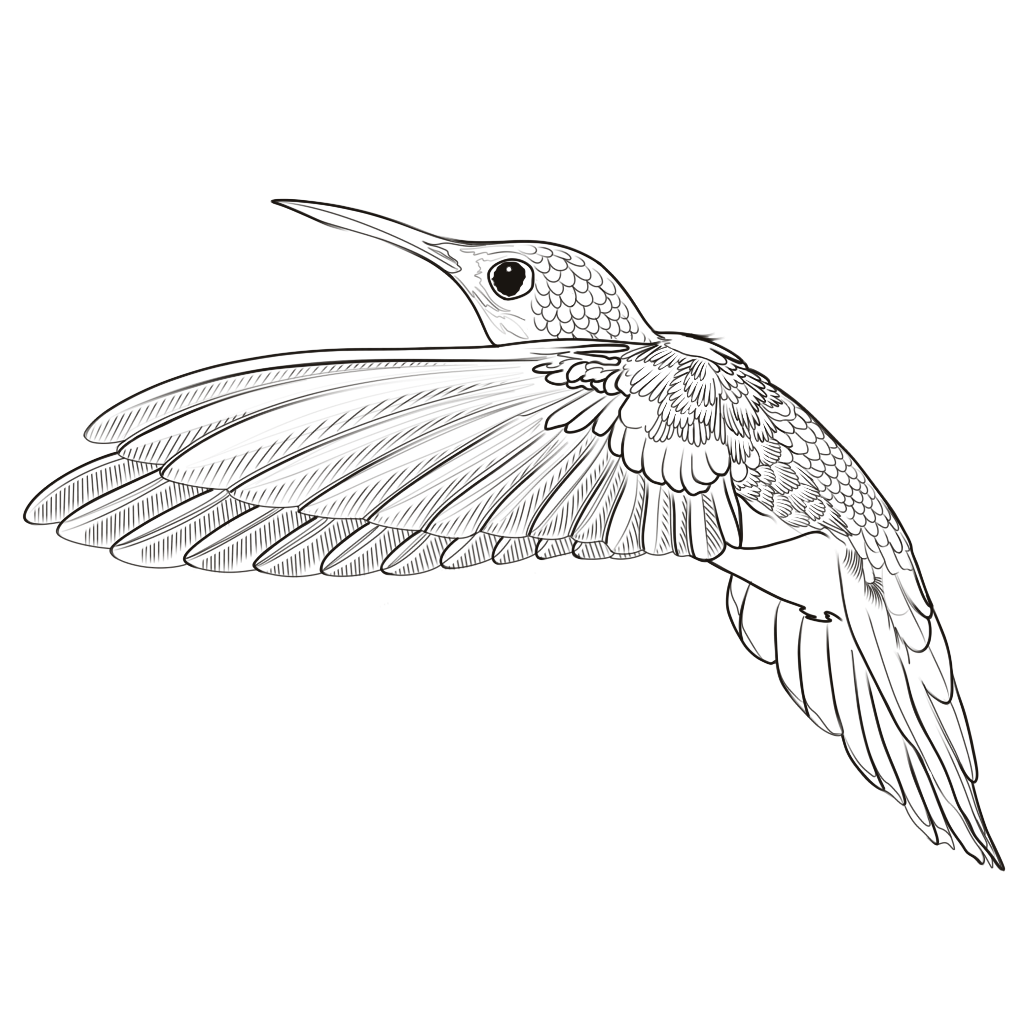 Hummingbird 2.png
