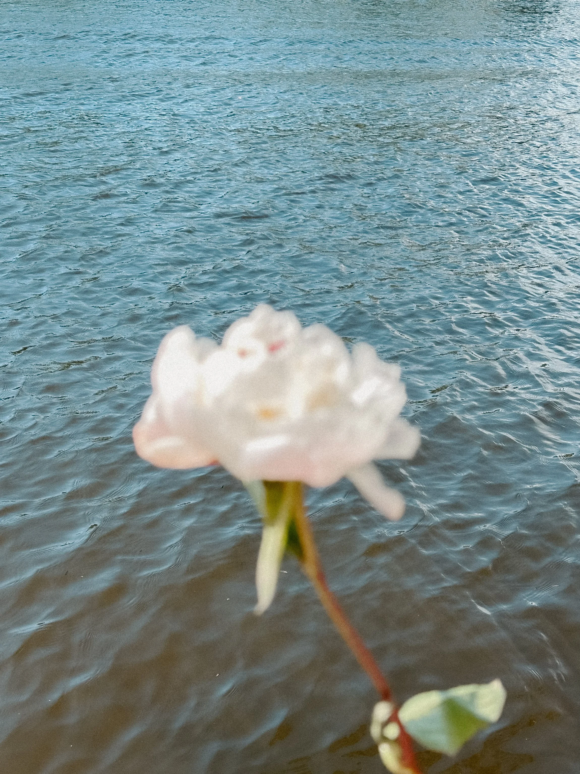 elevae_042511198.jpg