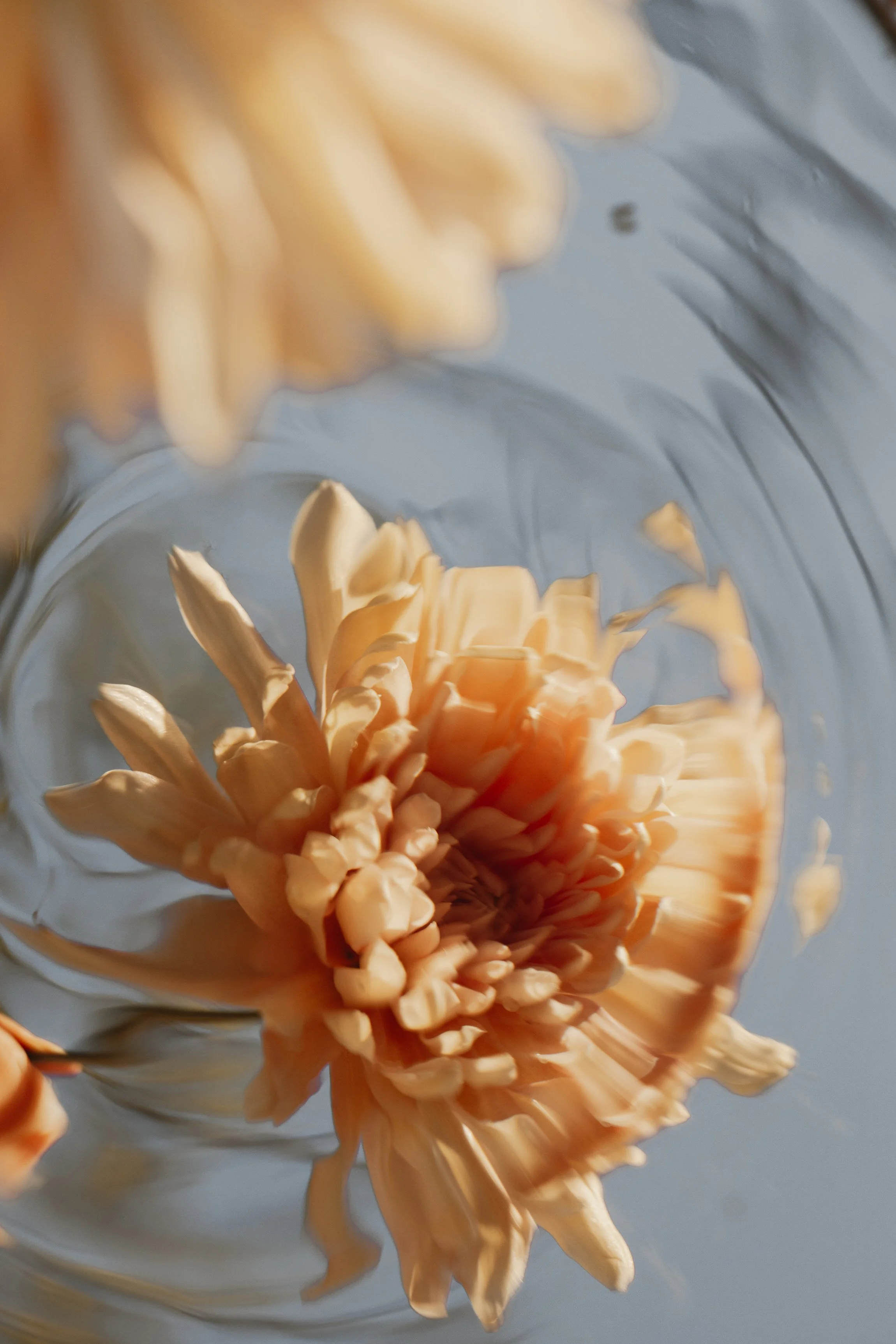 Elevae_0425_10983.jpg