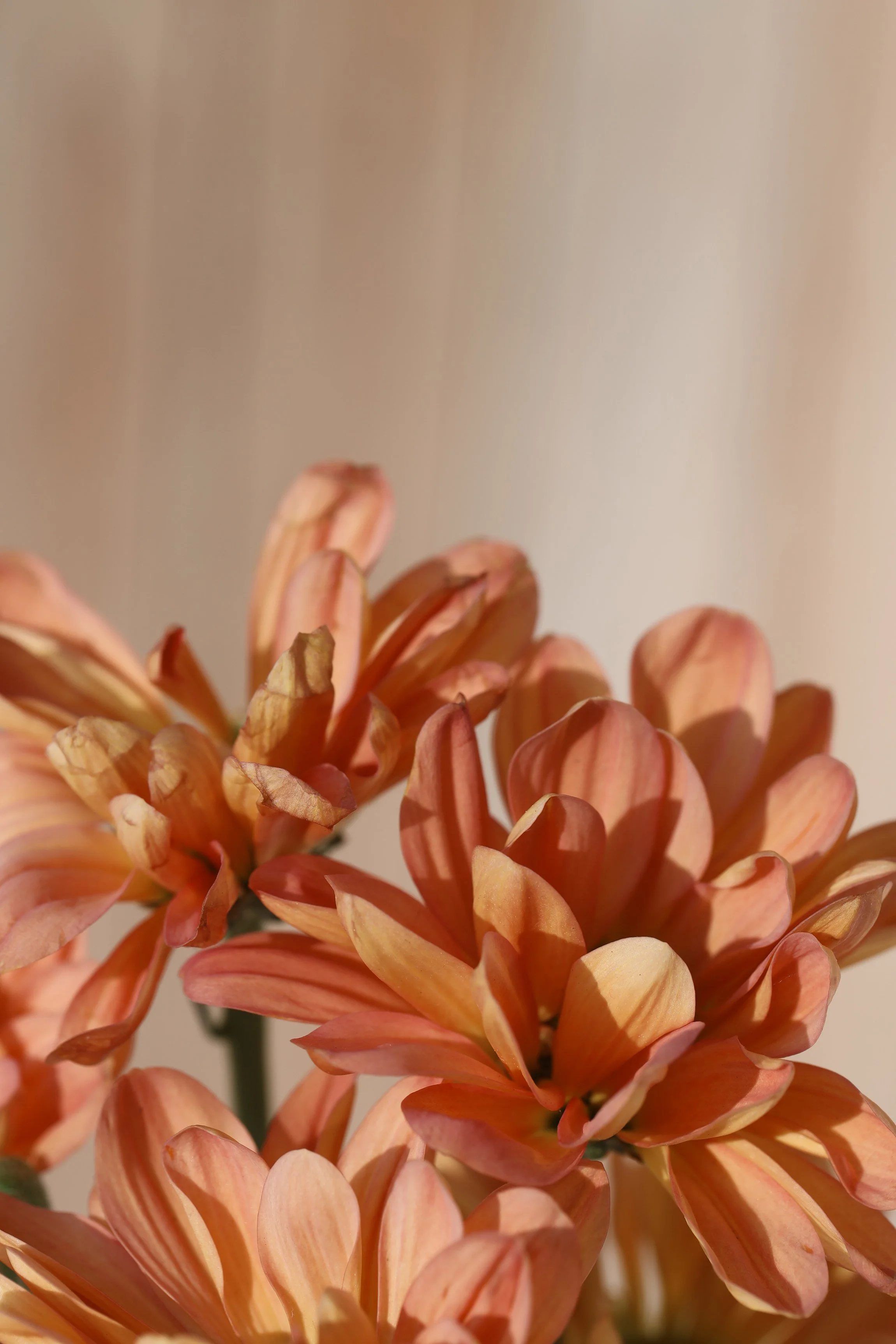 Elevae_0425_10980.jpg