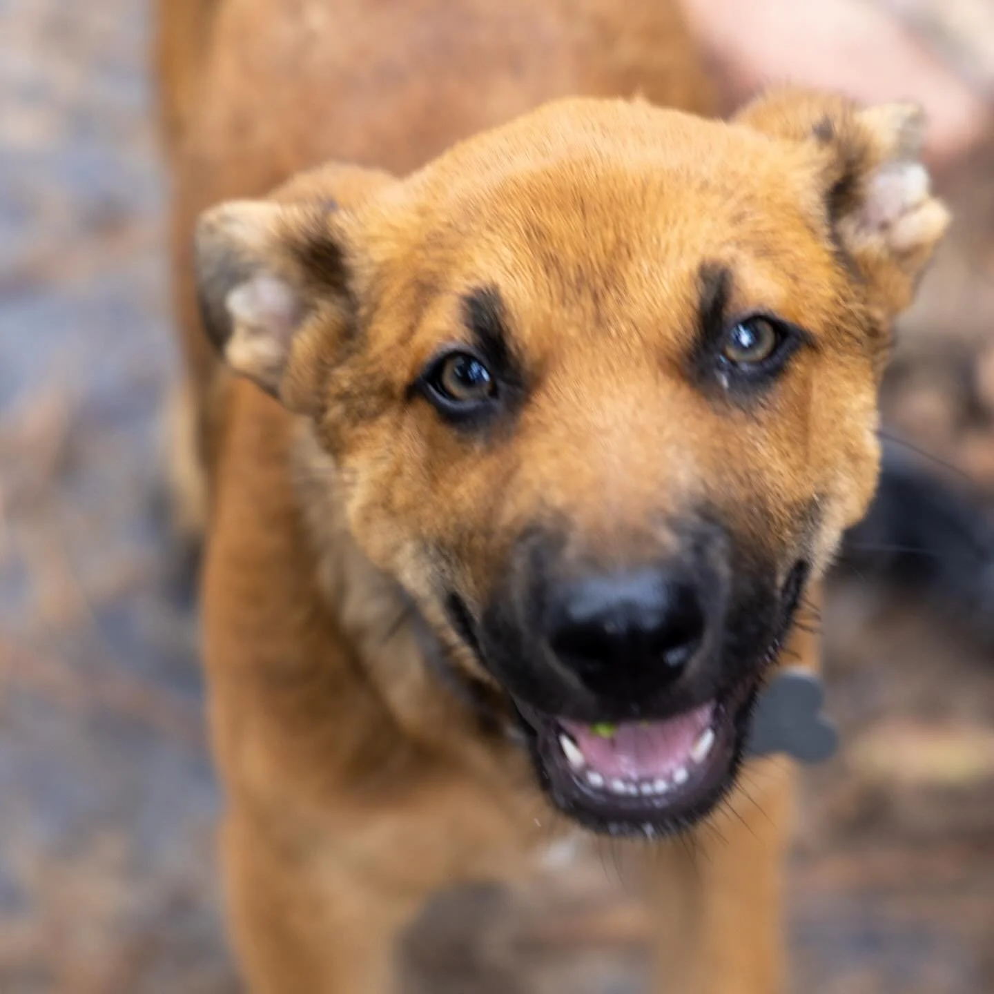 Meet Twister! 🐾 This adorable Belgian Malinois puppy is full of energy, love, and playful spirit! Whether he&rsquo;s chasing toys or cuddling up, Twister is ready to bring joy to his forever home. 💙

Interested in adopting? Send me a DM or reach ou