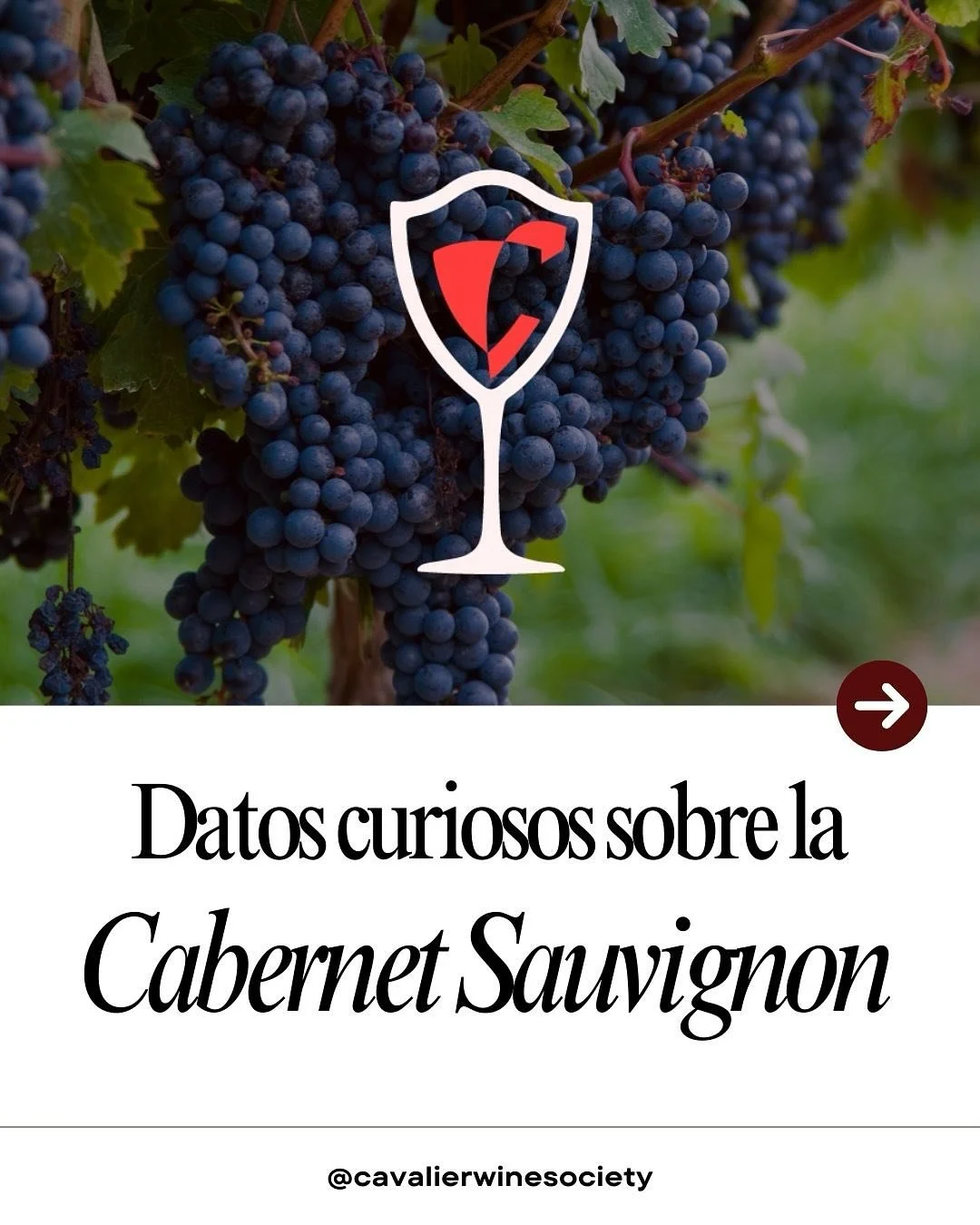 ¿Sabías que la Cabernet Sauvignon es la uva más viajera del mundo? 🌍
Desde Burdeos hasta Baja California, esta variedad ha conquistado paladares con su carácter robusto y notas inconfundibles.
¿Te gustarí