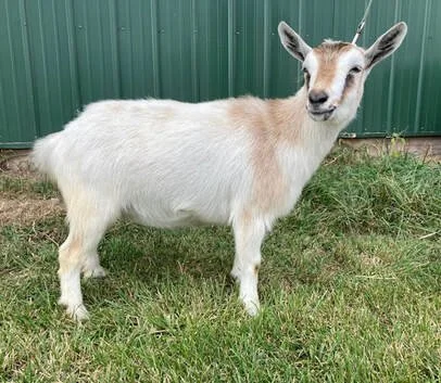 Black Barn Hollow (Raw Milk Dairy)