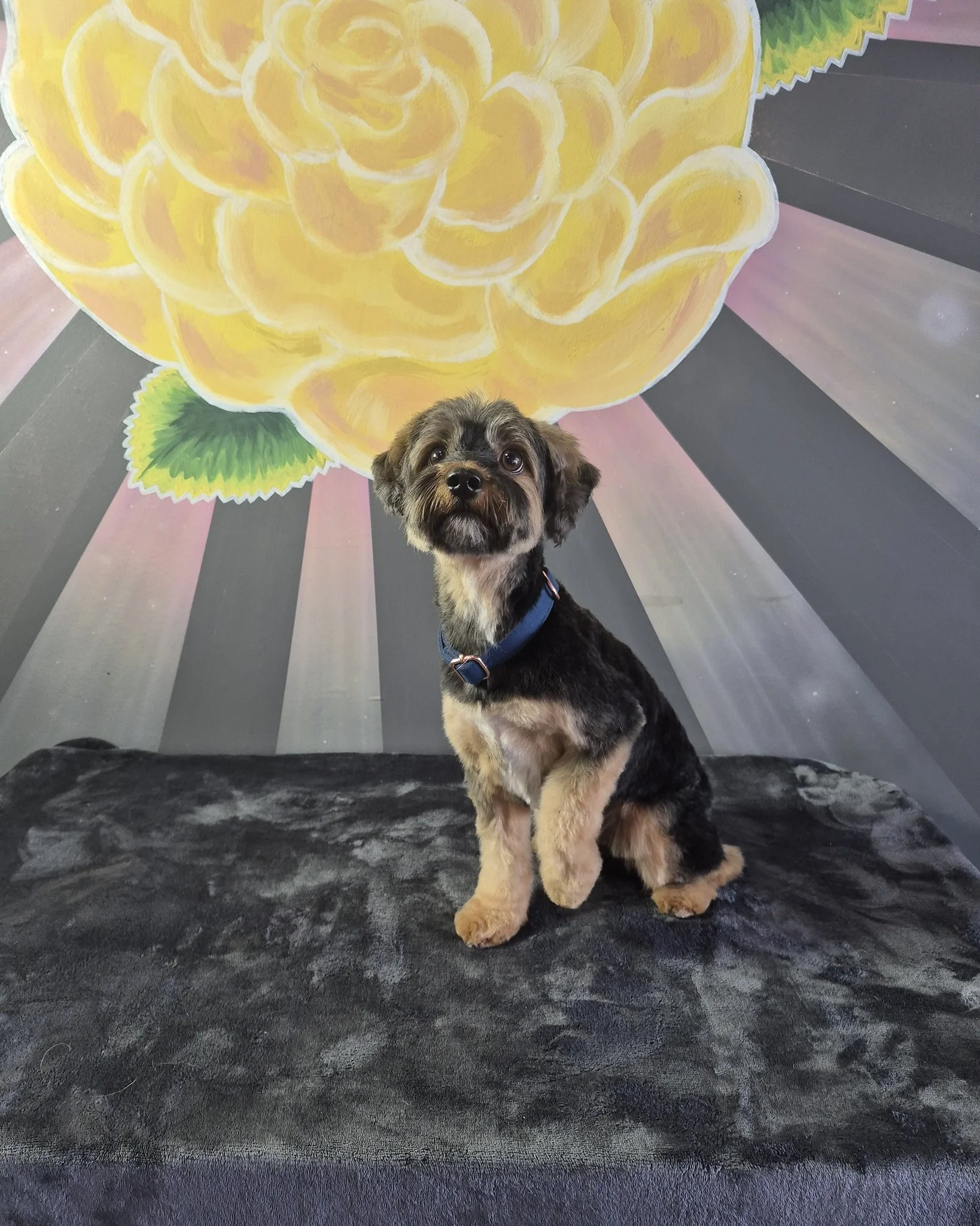 🌸🐾 Meet Digby! 🐾🌸

This sweet yorkiepoo may be a little timid by nature, but as one of our wonderful regulars he always does so well for his grooms! 💕 With patience, gentle hands, and lots of love, Digby consistently leaves looking handsome, flu