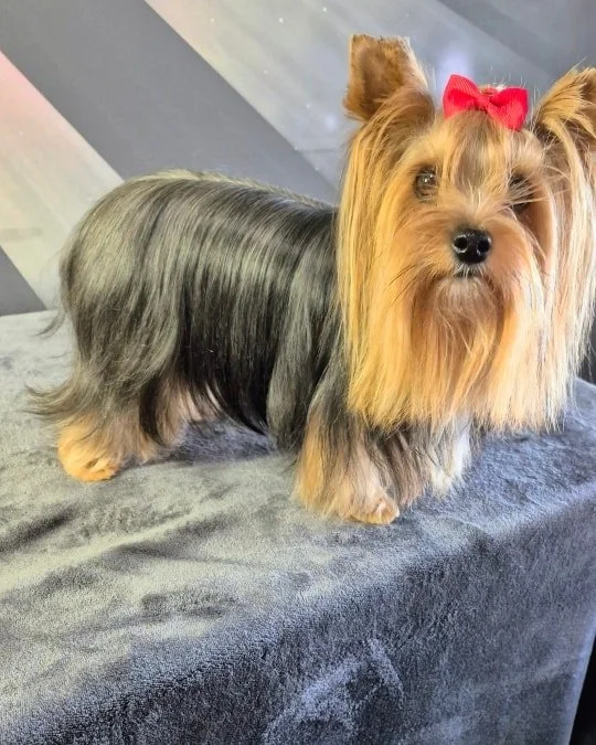 This week&rsquo;s Transformation Tuesday star is Hammy, a sweet Yorkie in full coat who came in for his spa day 🐾💛

When Hammy arrived, his coat looked a little dull and lifeless. For his glow-up, we treated him to our Volume Infusion add-on packag
