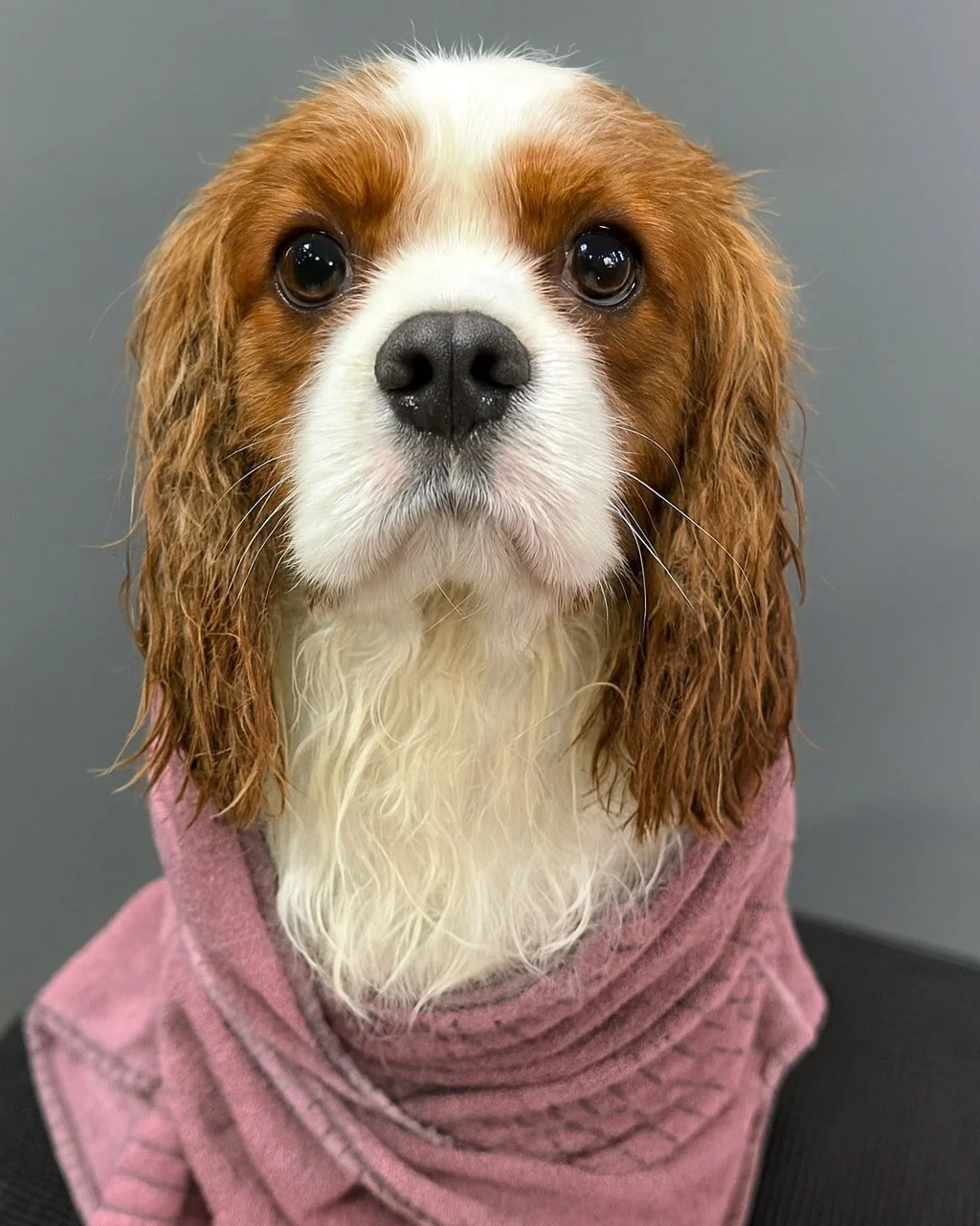 ✨🐾 Warmth, patience, and trust make all the difference 🐾✨

When Levi first came to us, he was an anxious little man who needed a slower, gentler approach &mdash; extra breaks, calm energy, and lots of patience. 💛

Well&hellip; whether it was the c