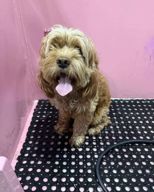 We just have to share some of the beautiful grooms that Carol has been working on lately! ✂️💛

Her talent shines through in everything she does &mdash; from precision hand scissoring and playful Asian fusion trims to helping puppies and silky drop c