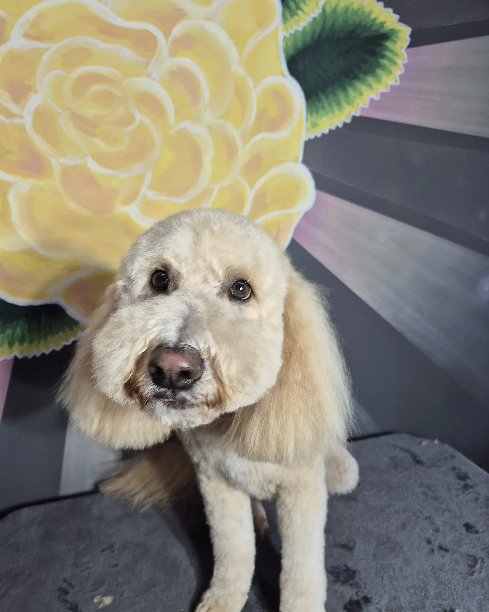 Huxley came in for his Sunshine spa day, and the second he walked through the door he dropped straight into motivational belly rub mode &mdash; his signature move. 😂💛

He flops over with the sweetest little tail wag, like he&rsquo;s saying, &ldquo;