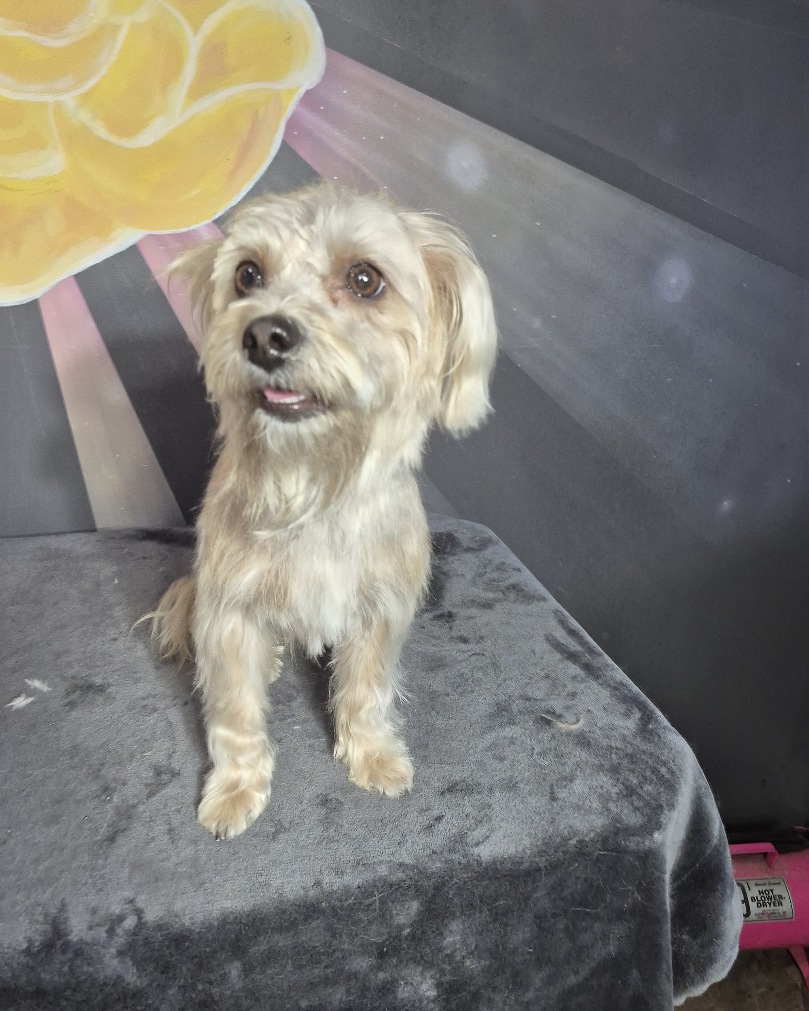 ✨ Fresh, soft, and ready for snuggles!
We love starting the day with a sweet little glow-up like this 💛🐾

💛 Ready to book your pup&rsquo;s next groom?
Tap here:
https://booking.moego.pet/ol/book?name=SunshineDogGrooming

#SunshineDogGrooming #YYCD