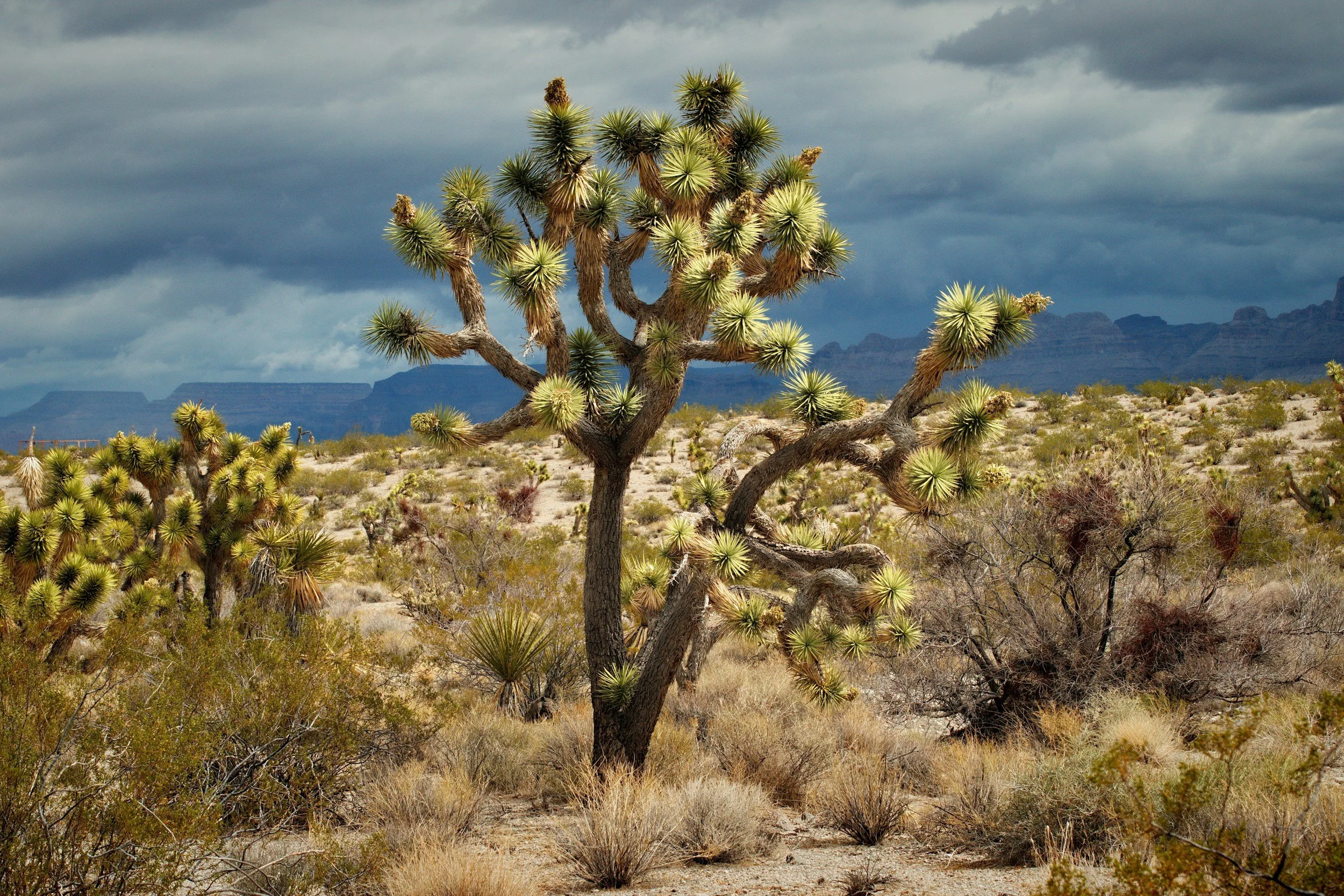 Nature’s Role in Grief: Finding Solace in the Outdoors