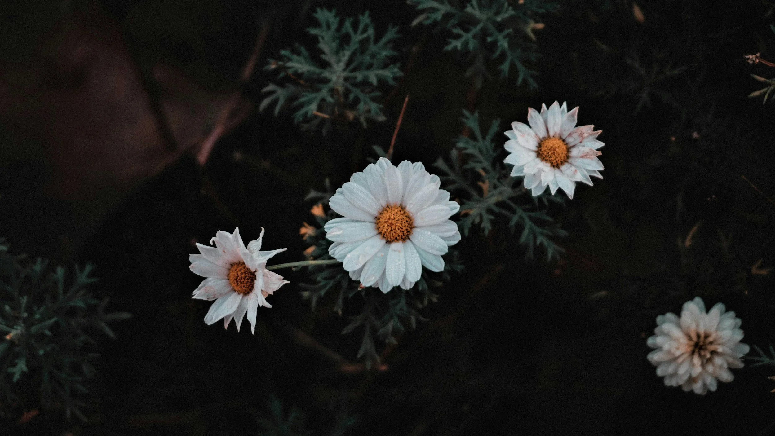 Carrying Our Grief Together:  6th Annual Community Grief Processional