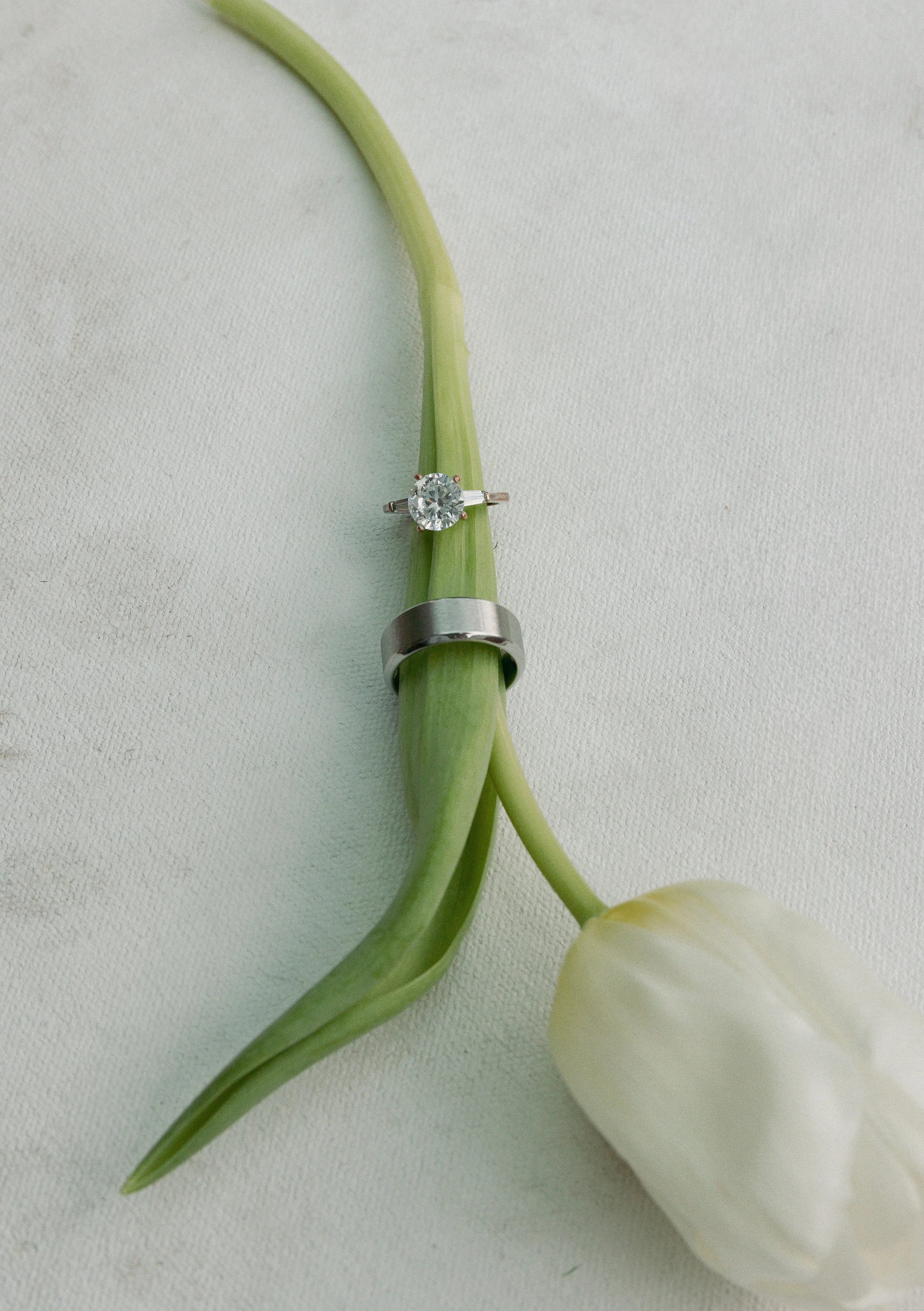 A white tulip with rounded petals, decorated with a silver ring, rests on a light green stem that has a diamond ring attached.